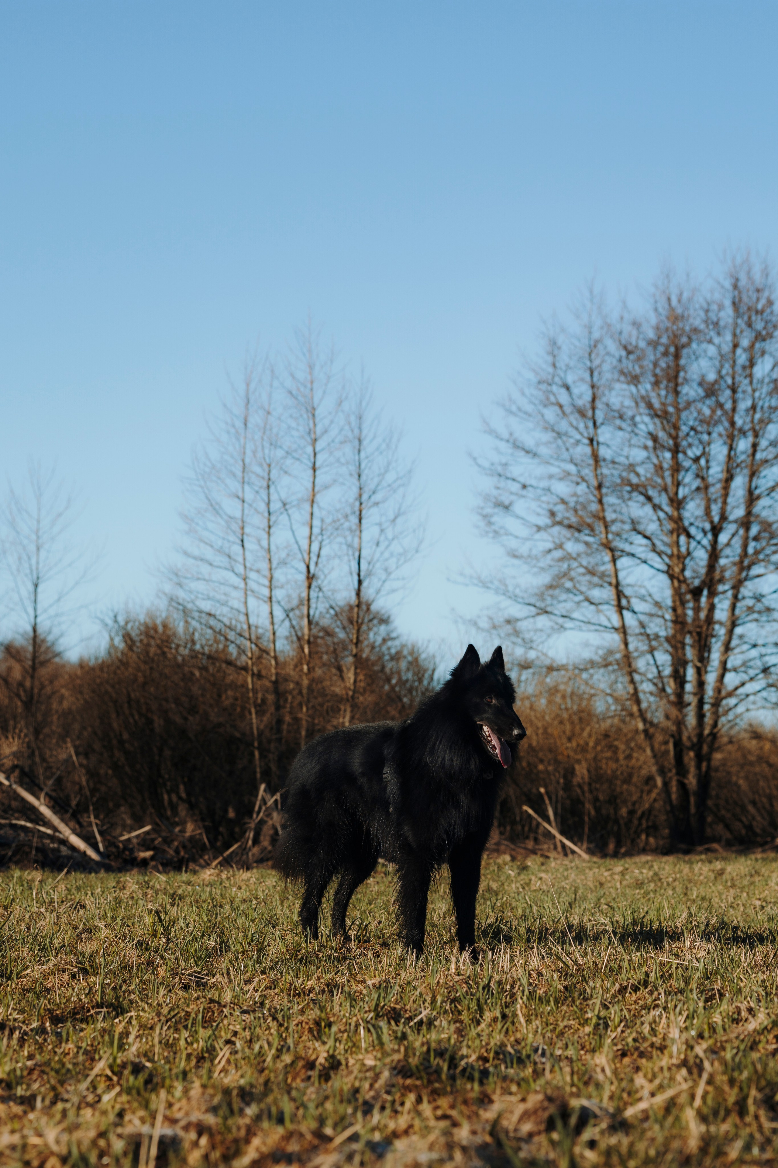 Смена в «DogCamp». Анастасия Белаш
