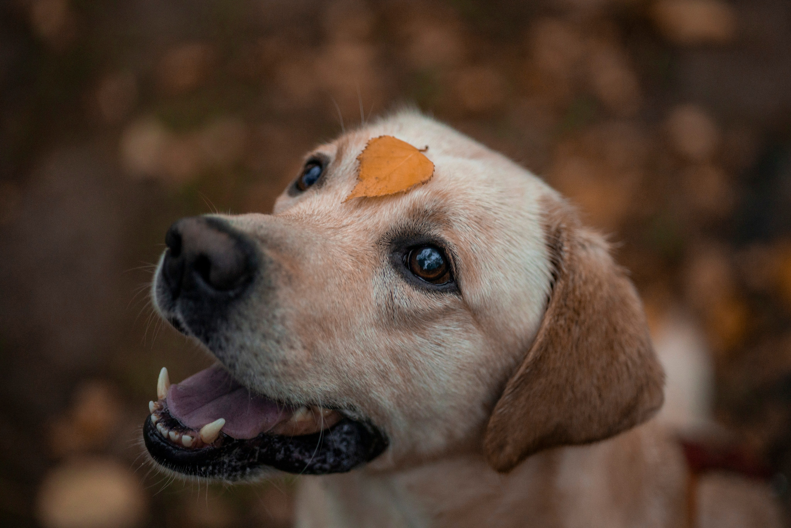 Съемка с собакой. Анастасия Белаш