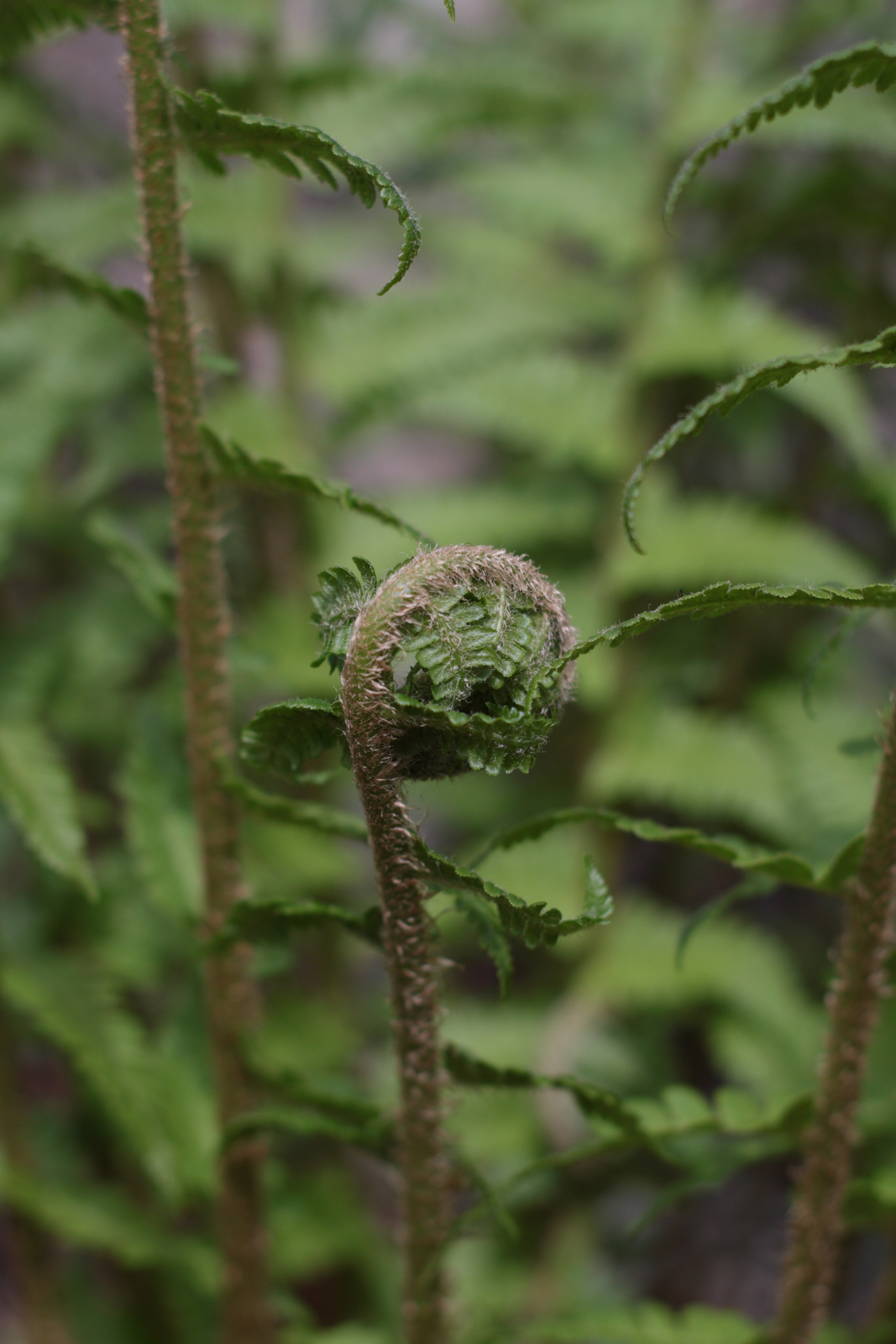 Старое природное, отбирала Katamount (Катерина Горохова). Главная