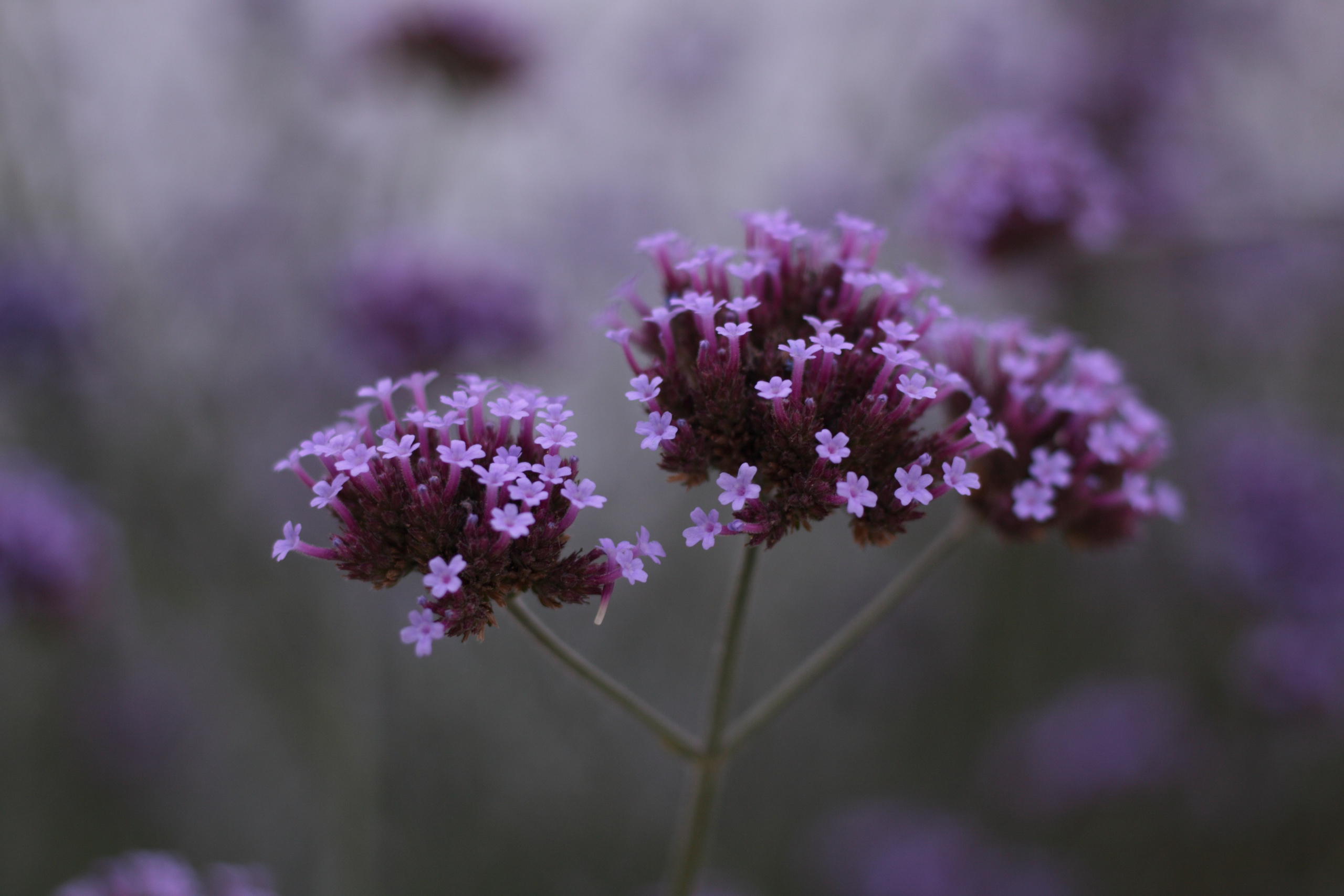 Старое природное, отбирала Katamount (Катерина Горохова). Главная