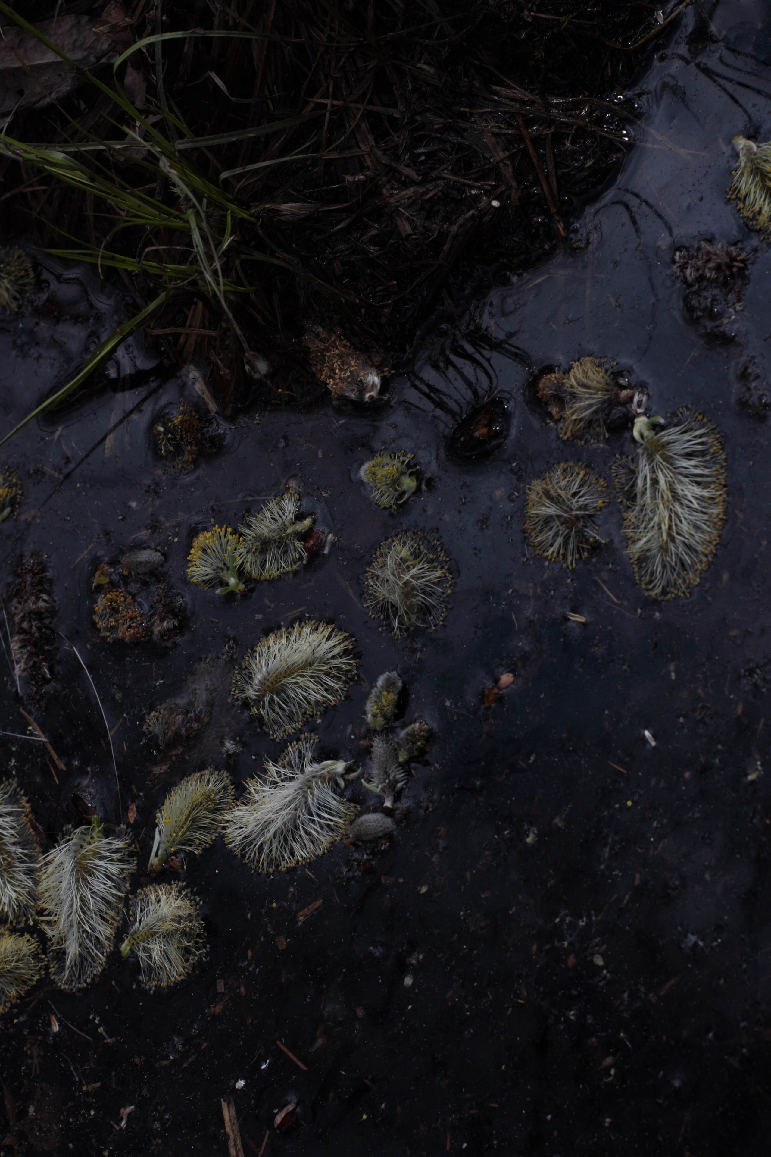 Старое природное, отбирала Katamount (Катерина Горохова). Главная