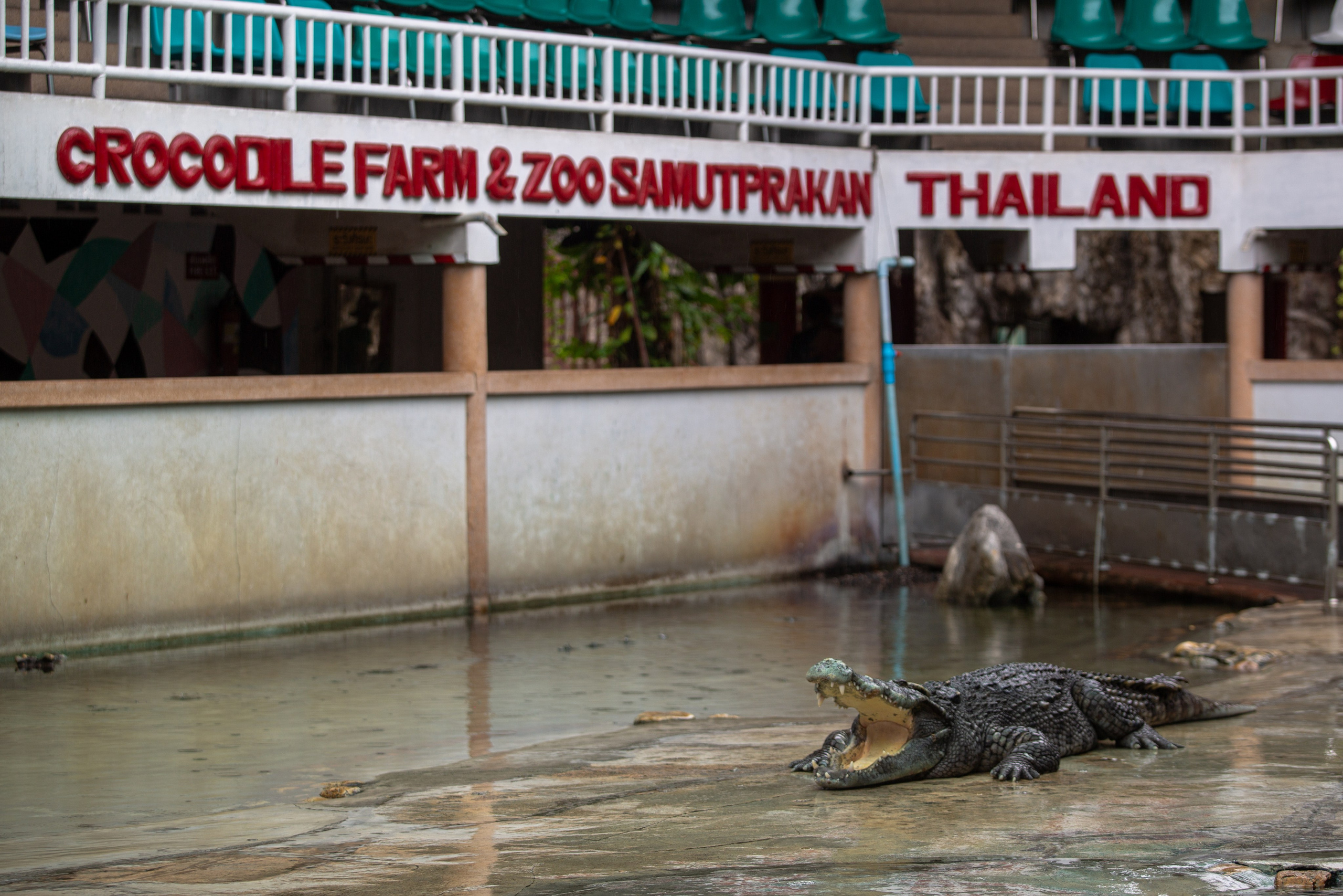 Samut Prakan Crocodile Farm & Zoo. Photographer Sonkina Tatiana (Tanya Ash)