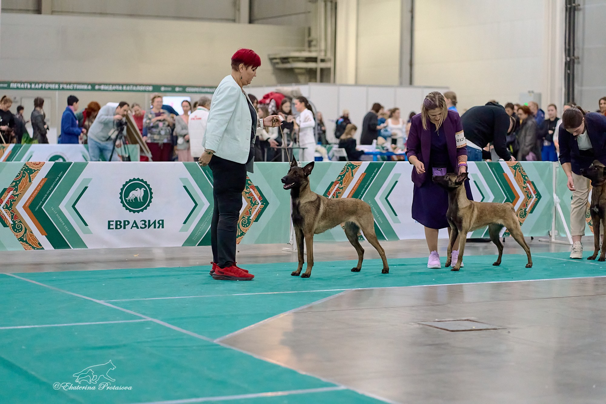 Евразия — 2024. Фотограф-анималист в Иркутске