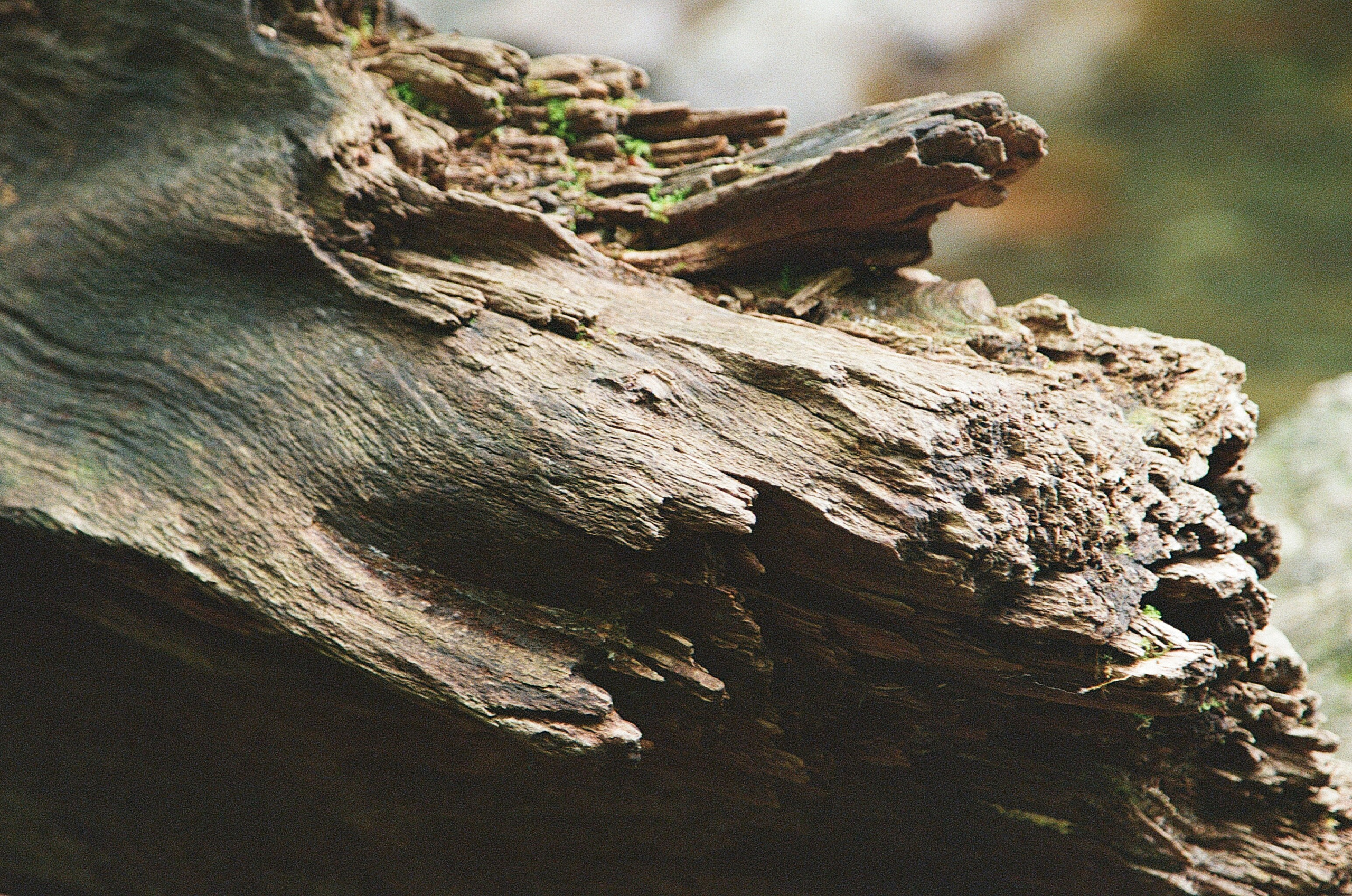 ГРУЗИЯ. ПРИРОДА.25. Профессиональный фотограф Федотова Арина