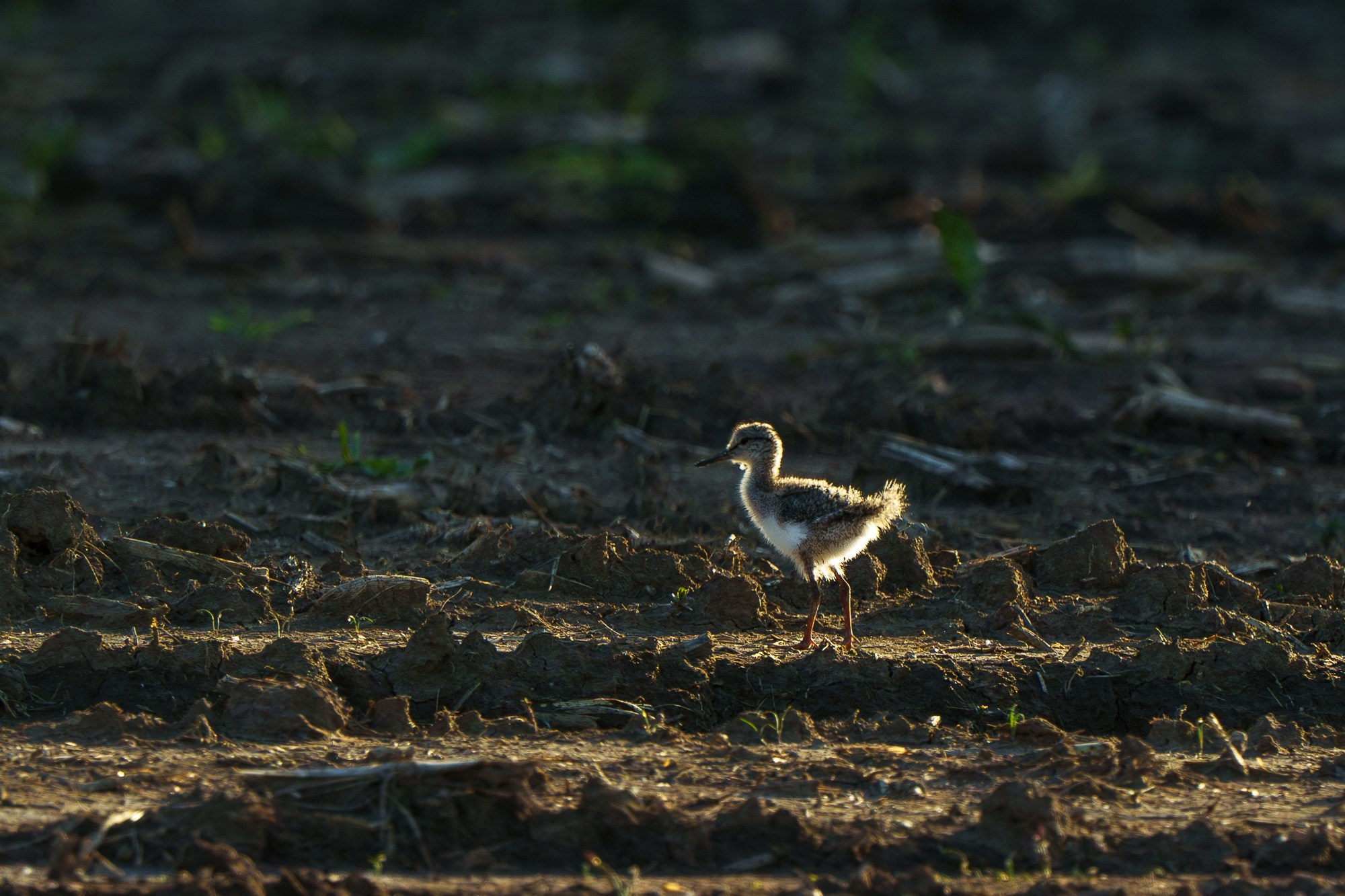 Удивительные мир птиц. Вокруг нас столько прекрасного — присмотритесь!. Ваш личный фотограф Марина Волкова