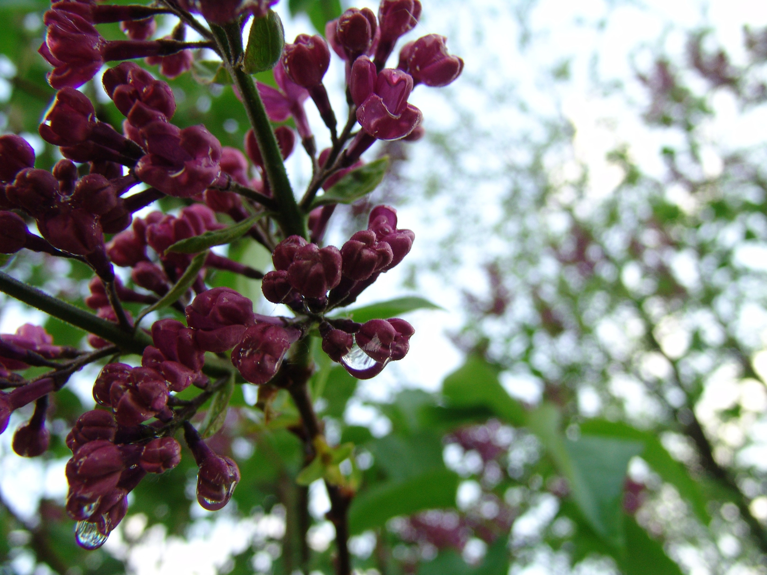 Приезд КС 2005. Заставка