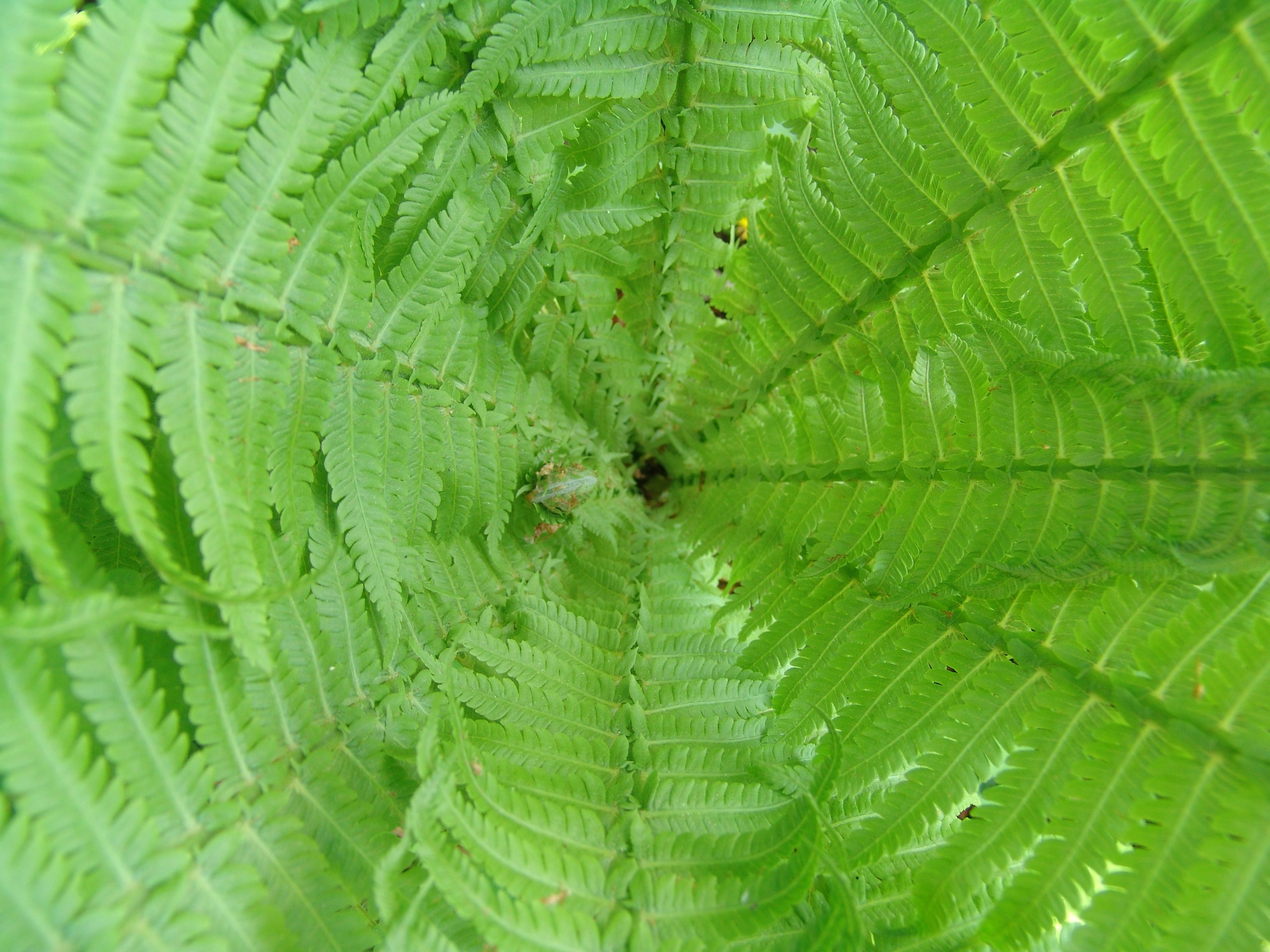 Приезд КС 2005. Заставка