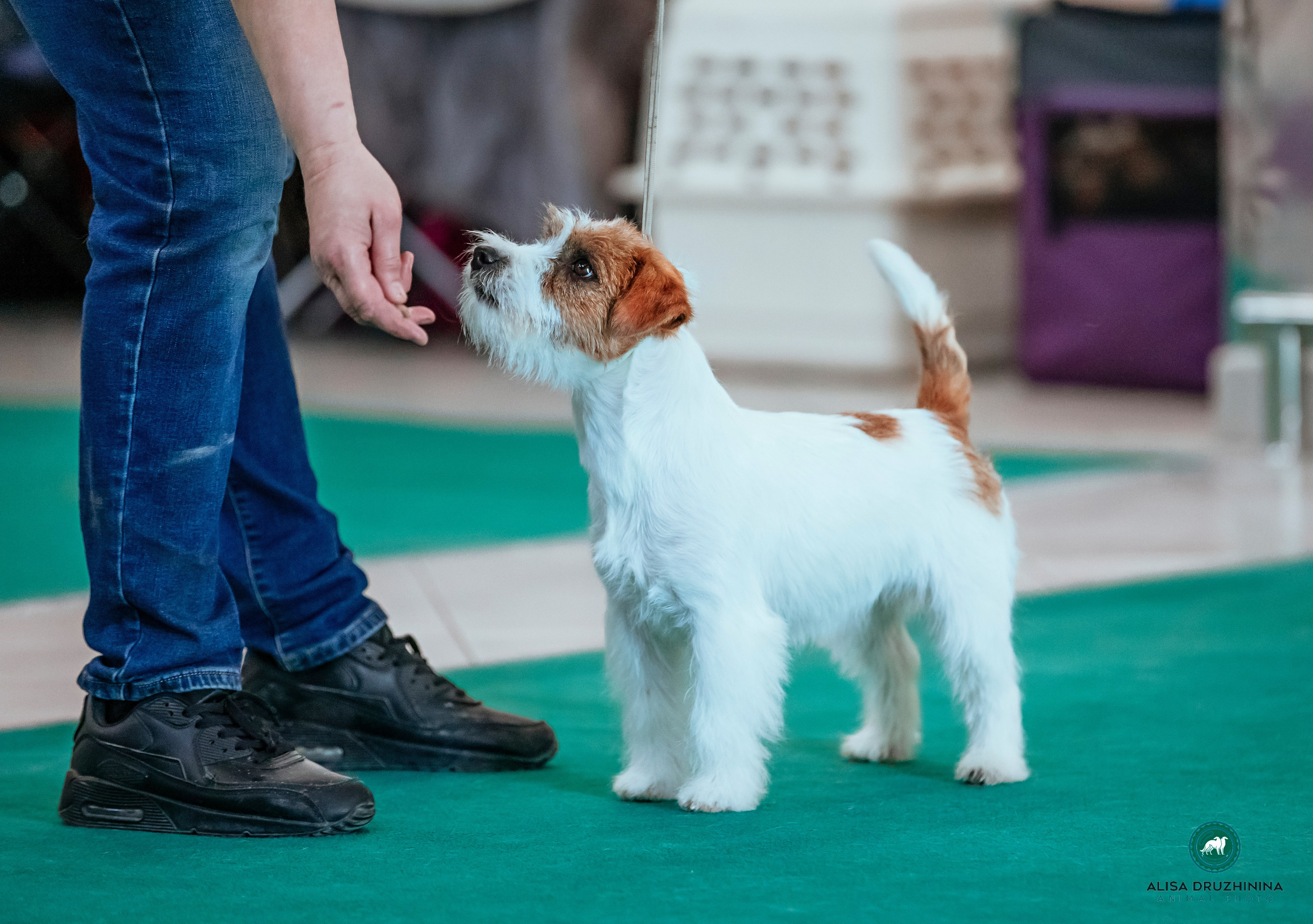 Port Fortis Nord Star