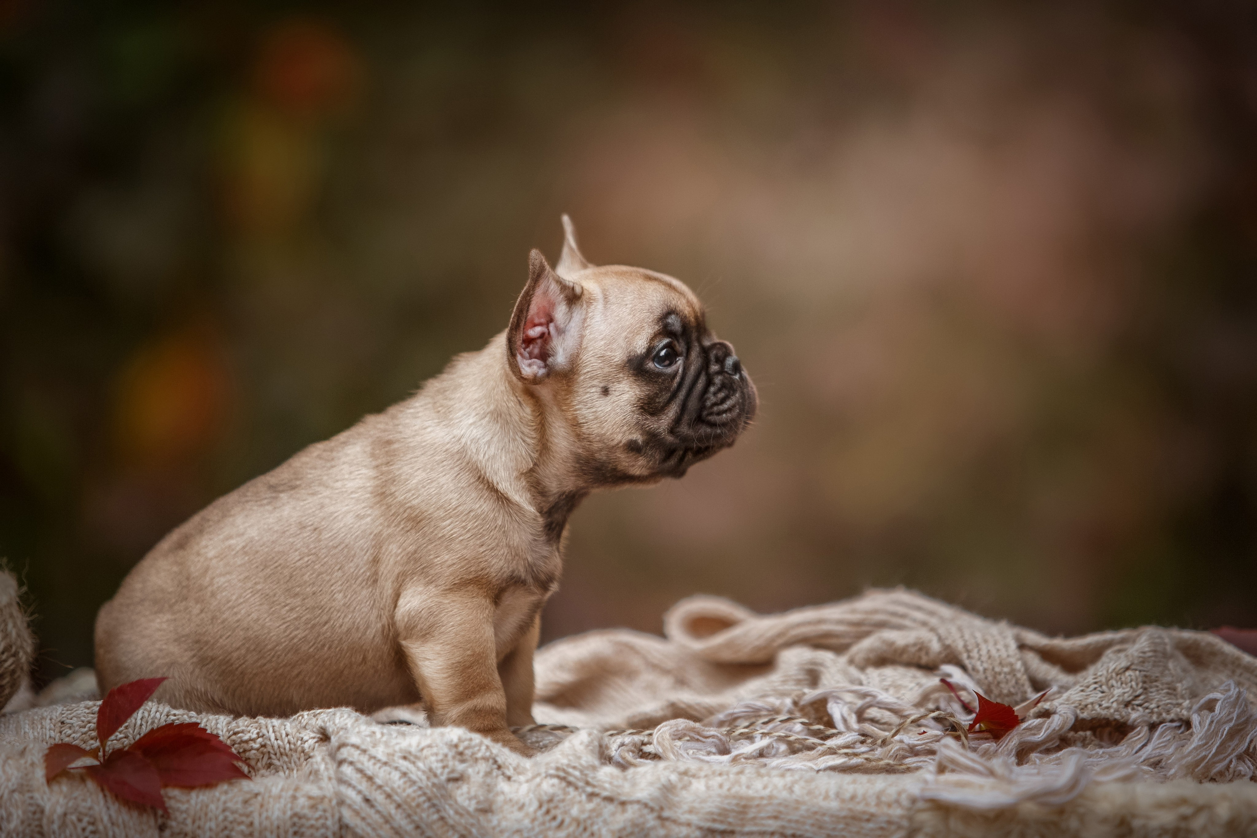 Анималистика. Репортажный фотограф Мария Мадзик