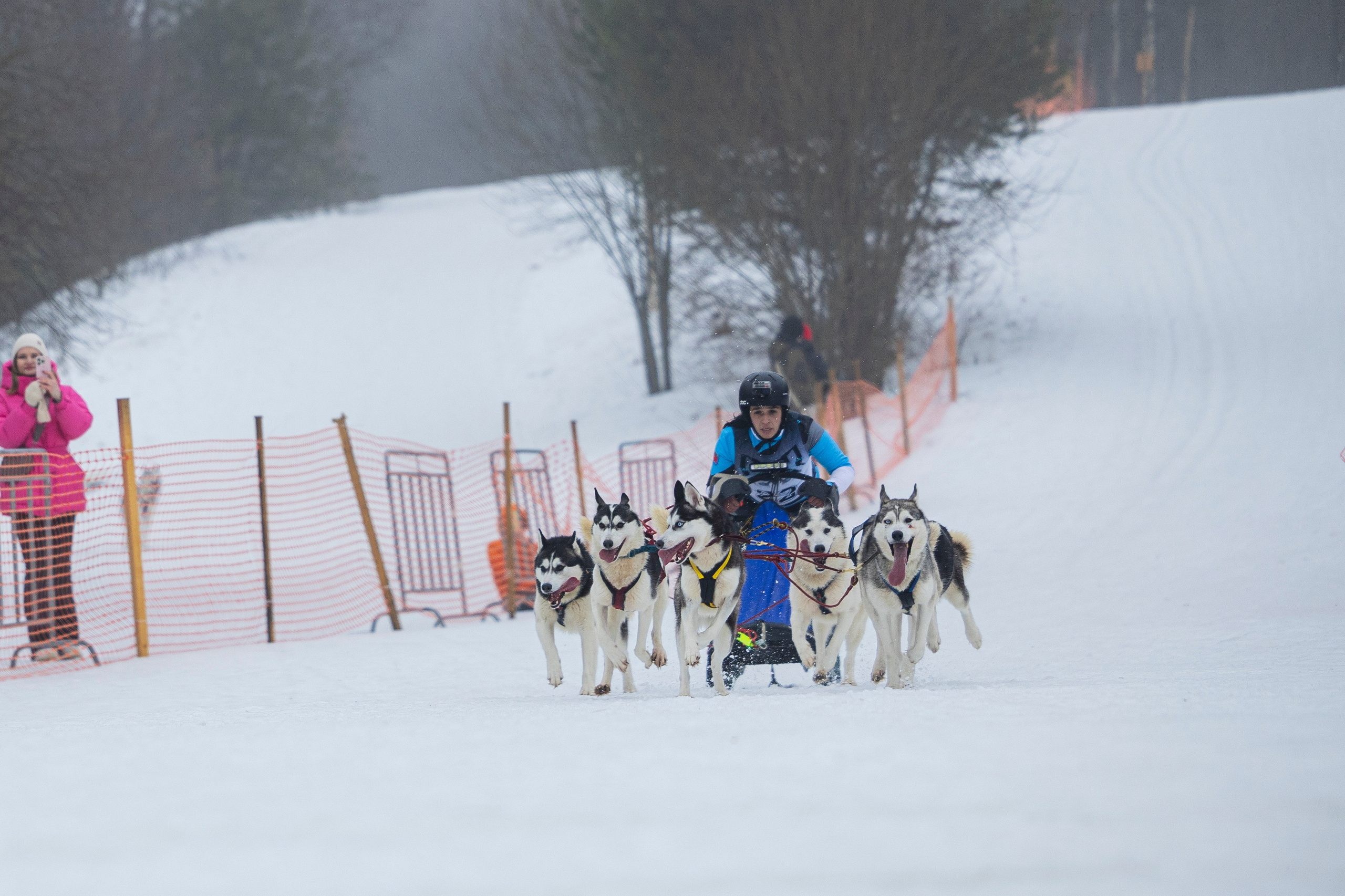 Зимний Чемпионат Санкт-Петербурга по ездовому спорту. Фотограф-анималист Анна Маринич