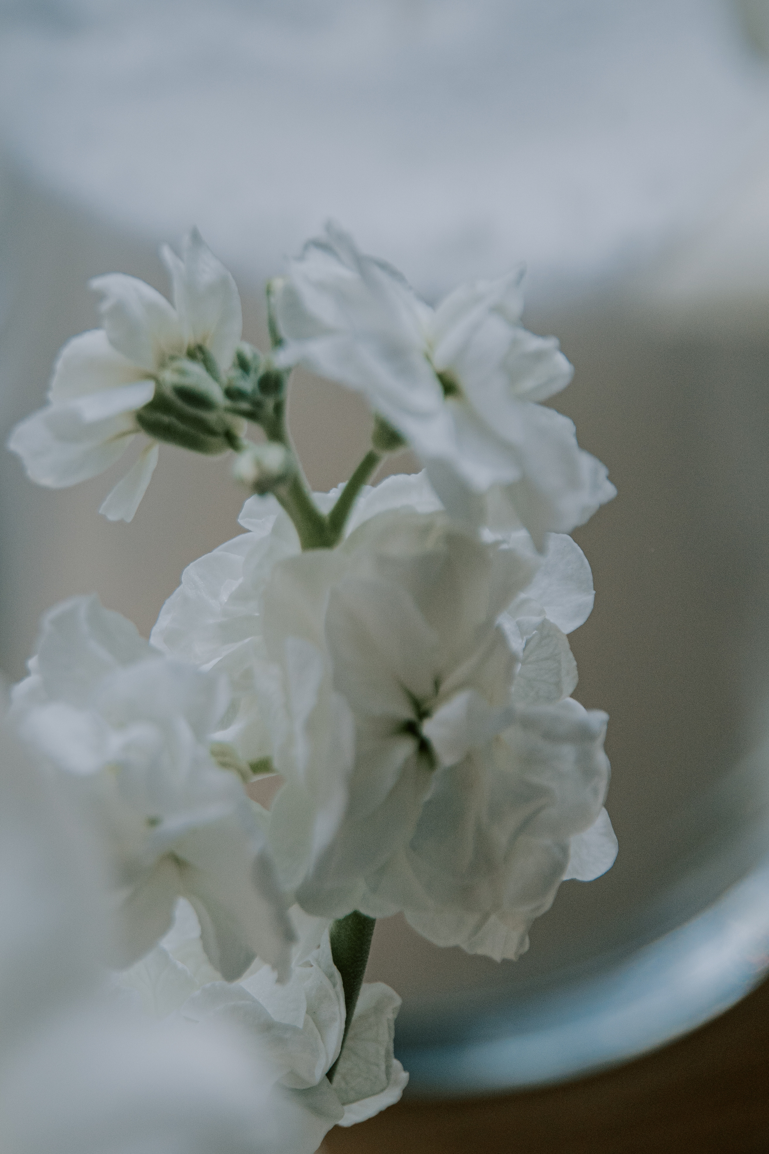 Verde e bianco 01.09 @Pro.Sto.Decor mzerest.com. Love & Live photographer Злата Акимова