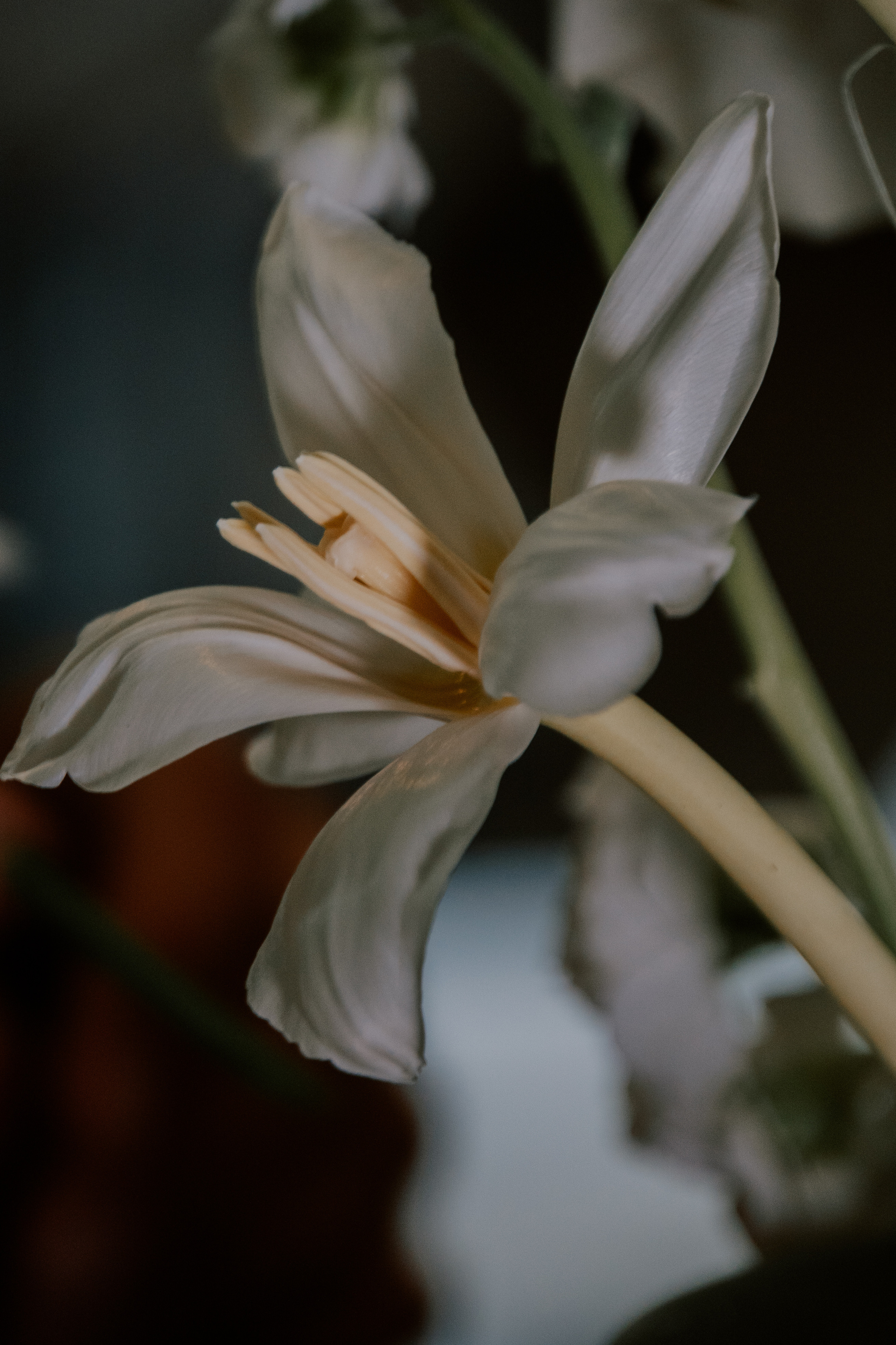 Verde e bianco 01.09 @Pro.Sto.Decor mzerest.com. Love & Live photographer Злата Акимова