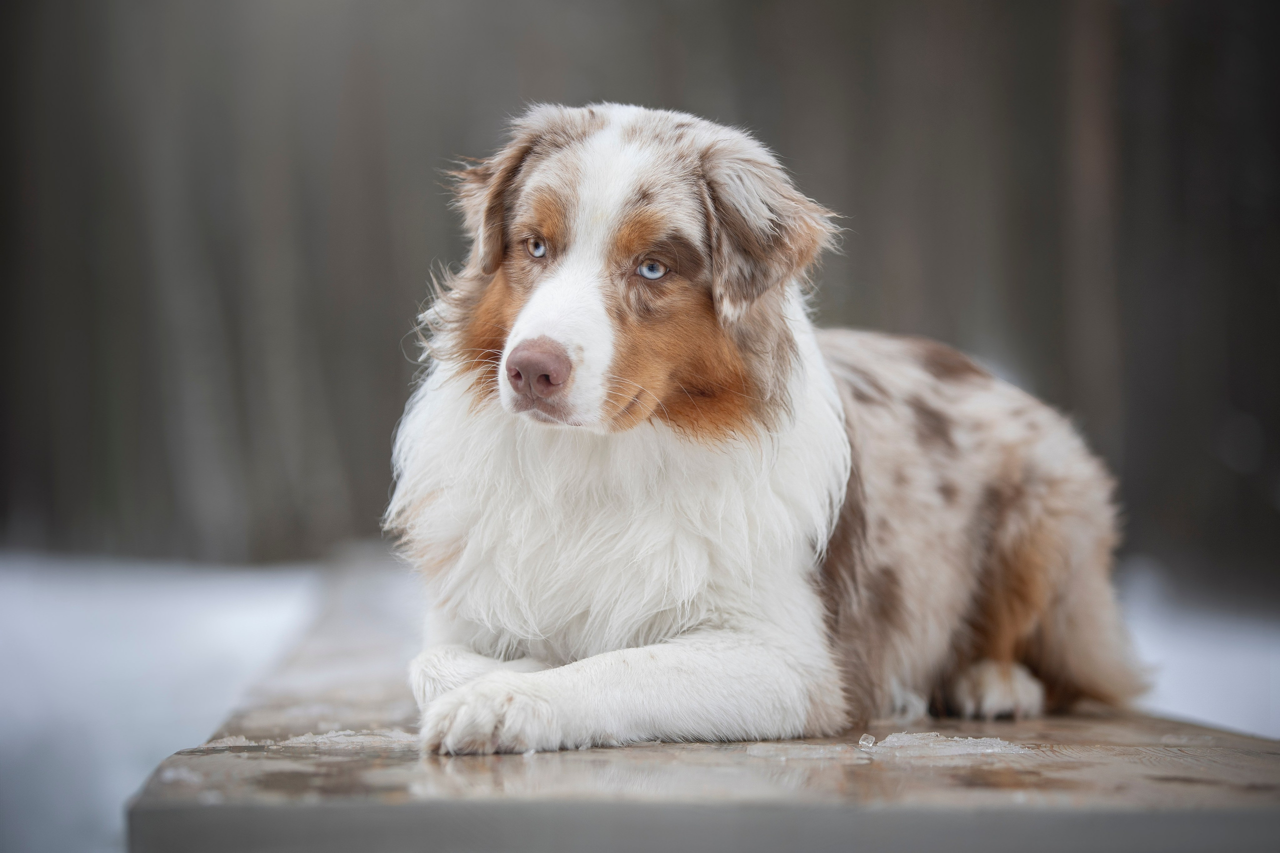 Дария, Макс, Сезам и Чили. Фотограф анималист в Москве Майорова Евгения