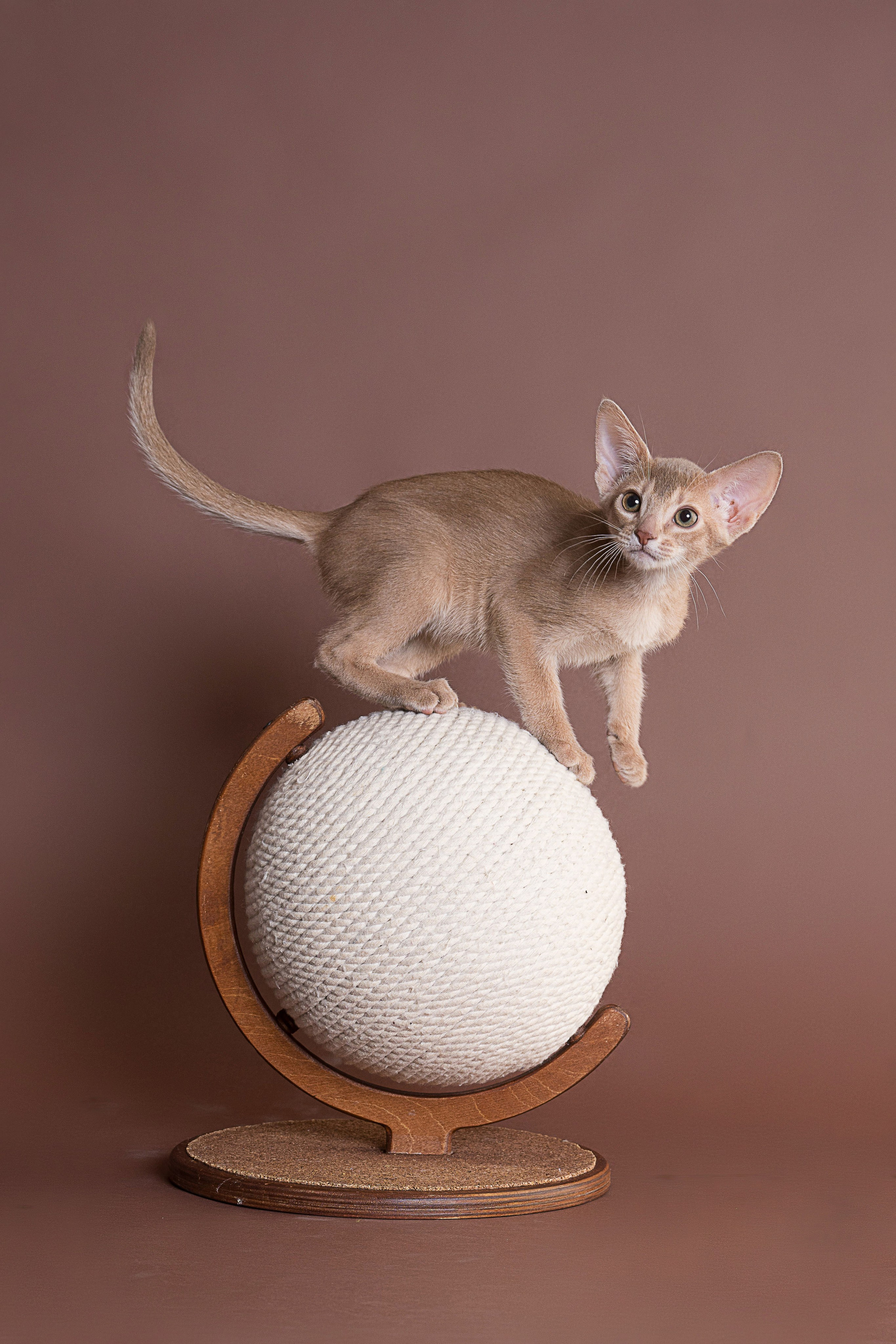 Съемка животных, фотосъемка животных для продажи, фотосъемка животных для объявлений, съемка животных для авито, съемка животных для выставки, съемка животных для каталога. Съемка собак, съемка кошек, съемка домашних животных, съемка домашних питомцев, фотосъемка щенков, фотосъемка котят