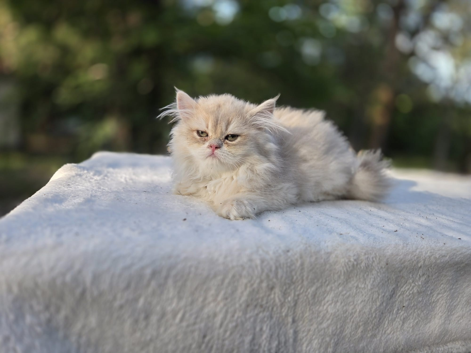 Manya, female, 04.10.2026, $1000. British shorhair Cats