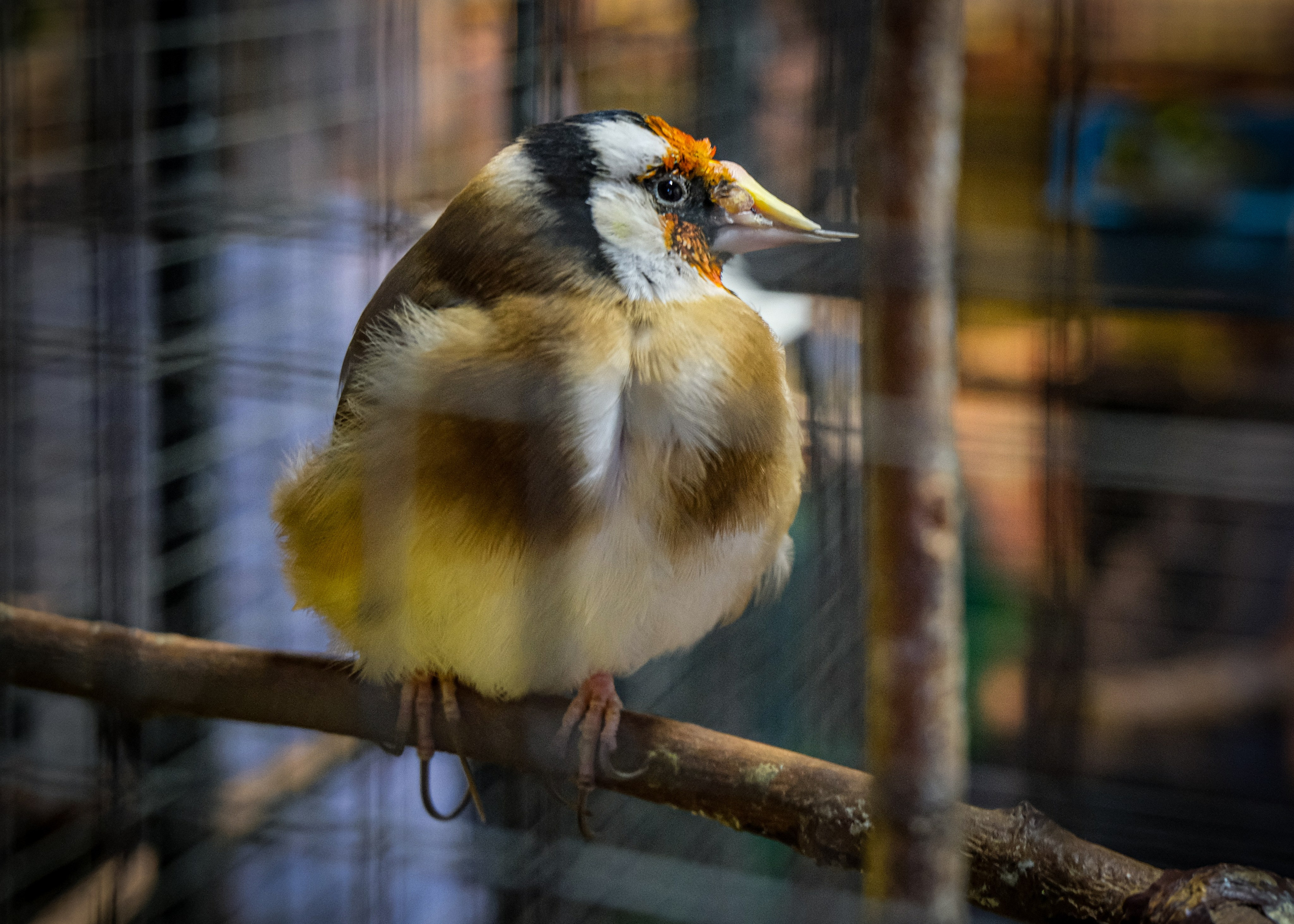 Стрит. Фотограф в Москве, фотожурналист Александр Малахов