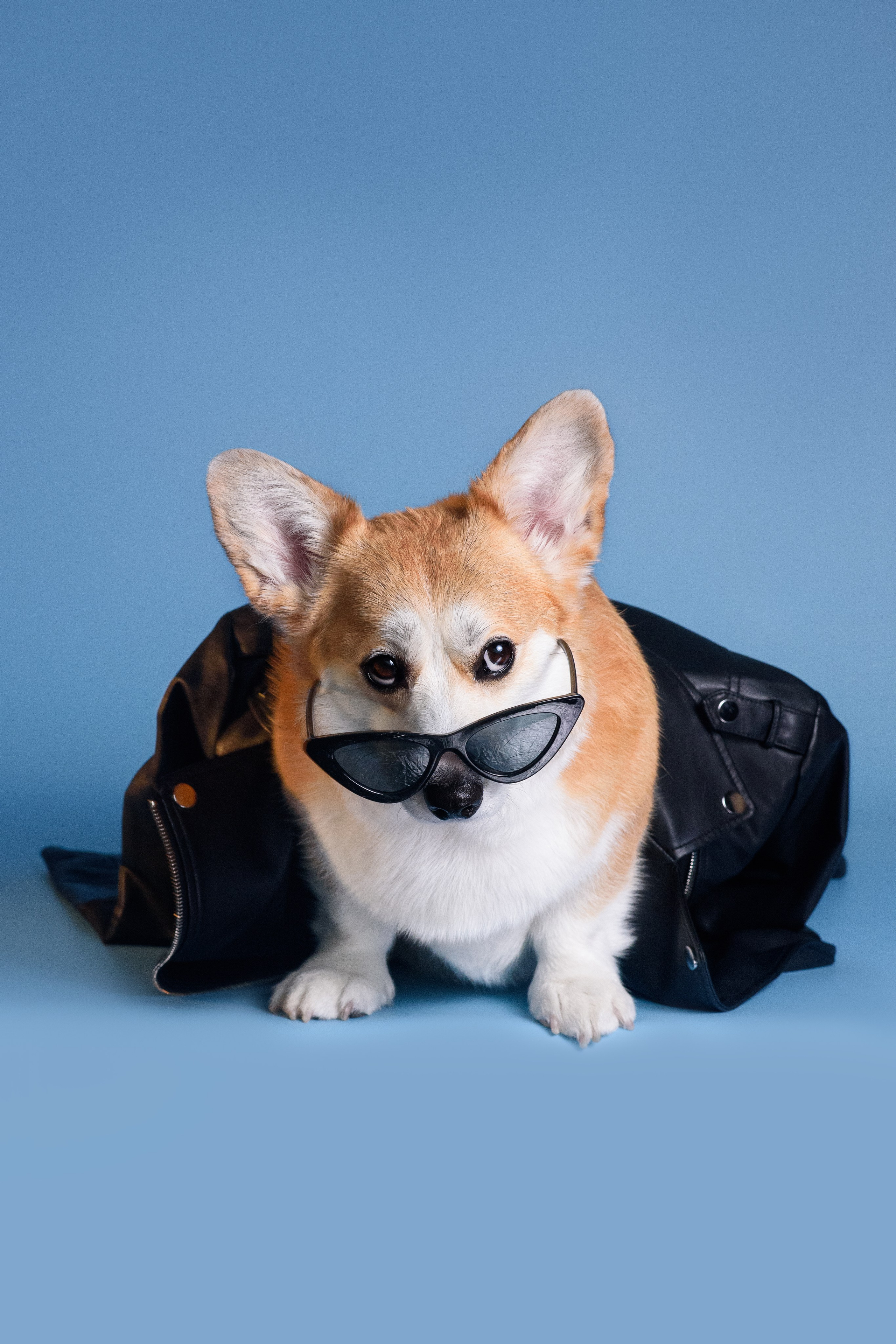 Лея съемка на однотонном фоне — 2024. Фотограф — Анималист | Анна Абрамова