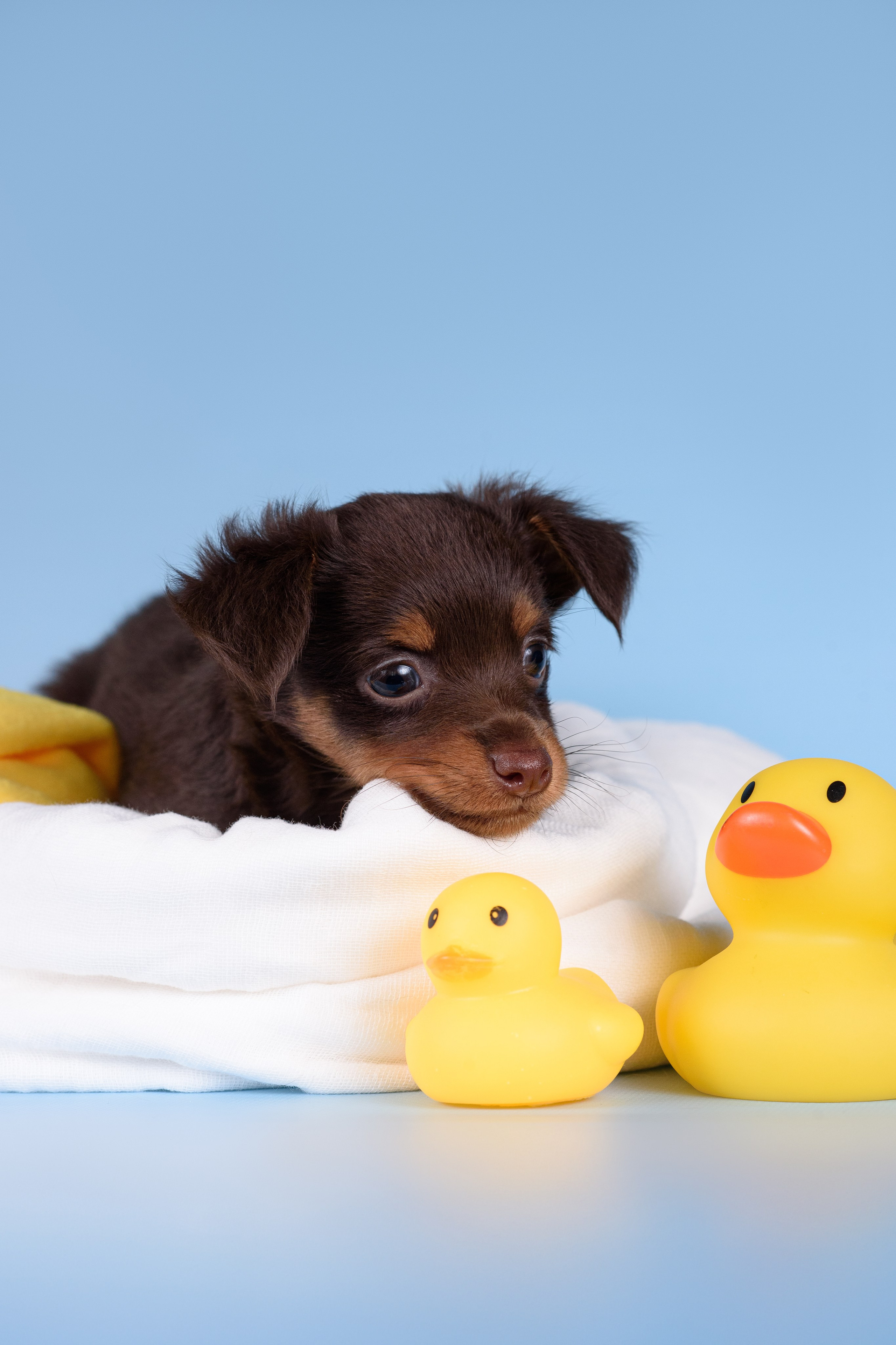 Щенки Пражских крысариков -13.04.2024. Фотограф — Анималист | Анна Абрамова