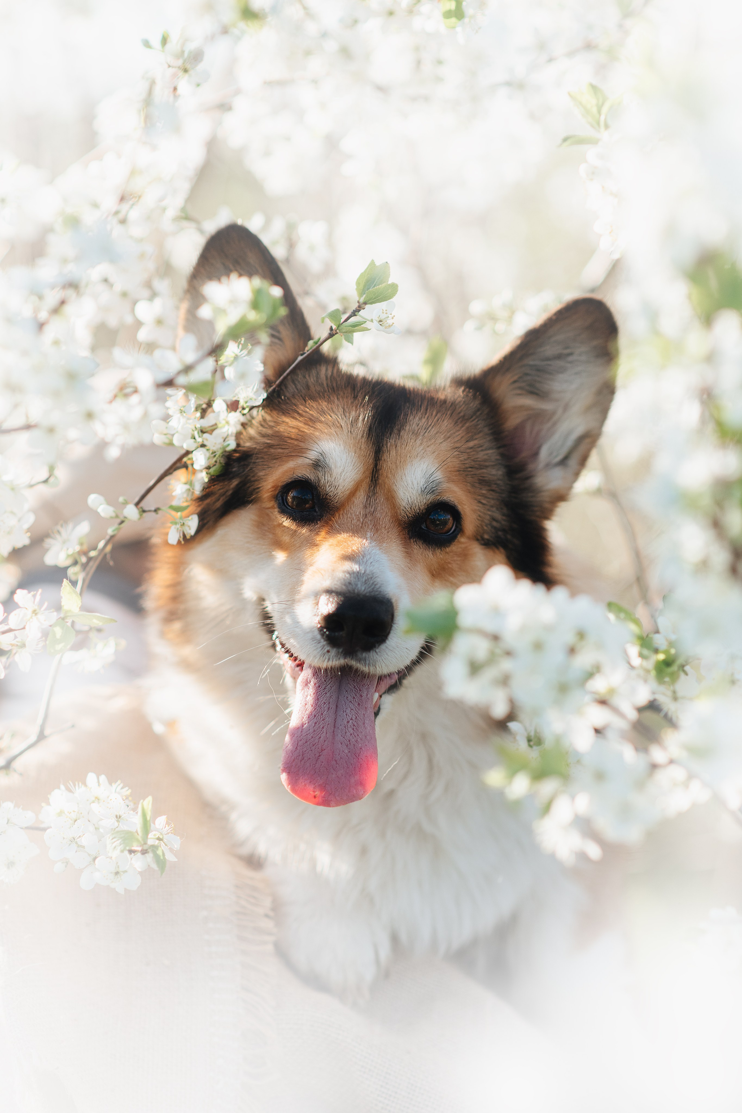 Трисс — 29.04.2024. Фотограф — Анималист | Анна Абрамова