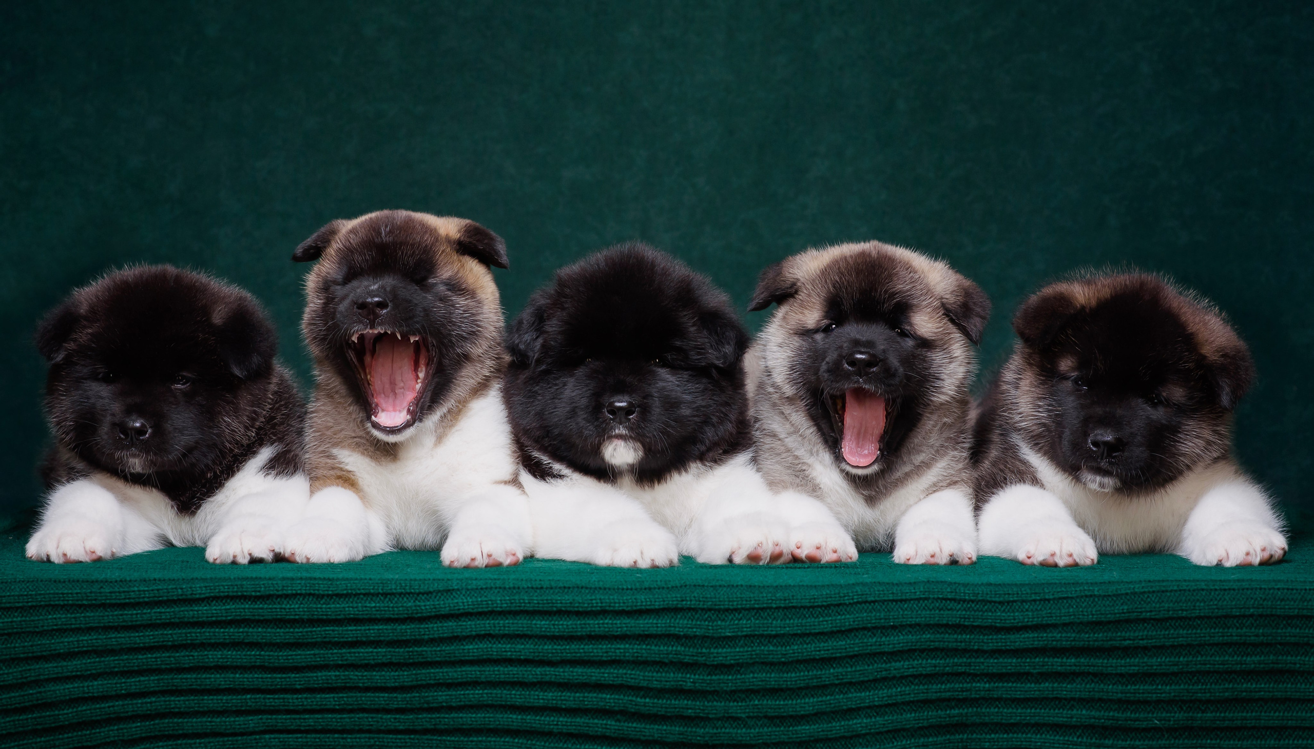 Щенки Американской Акиты. Фотограф — Анималист | Анна Абрамова