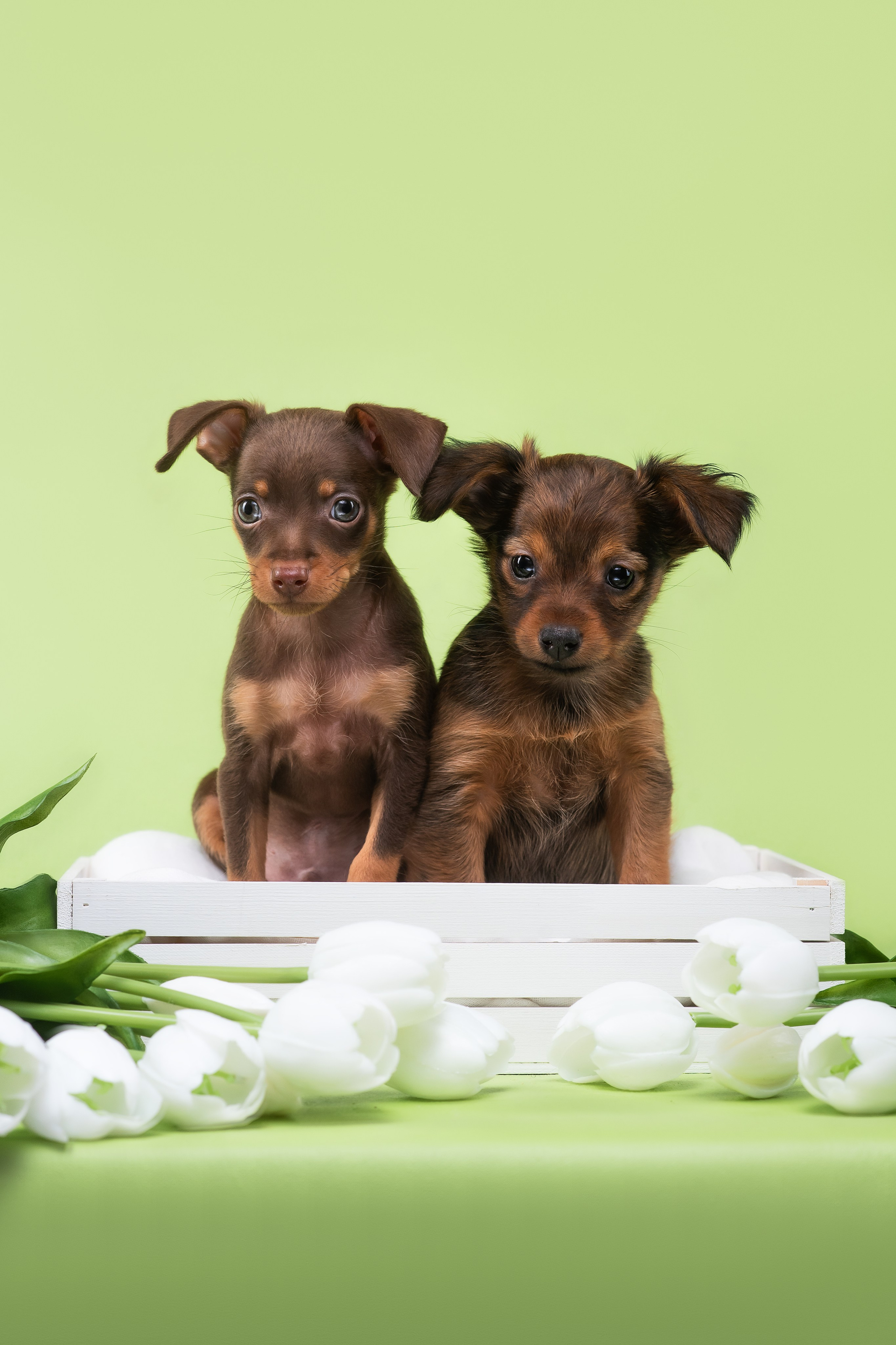 Пражские крысарики — 02.04.2025. Фотограф — Анималист | Анна Абрамова