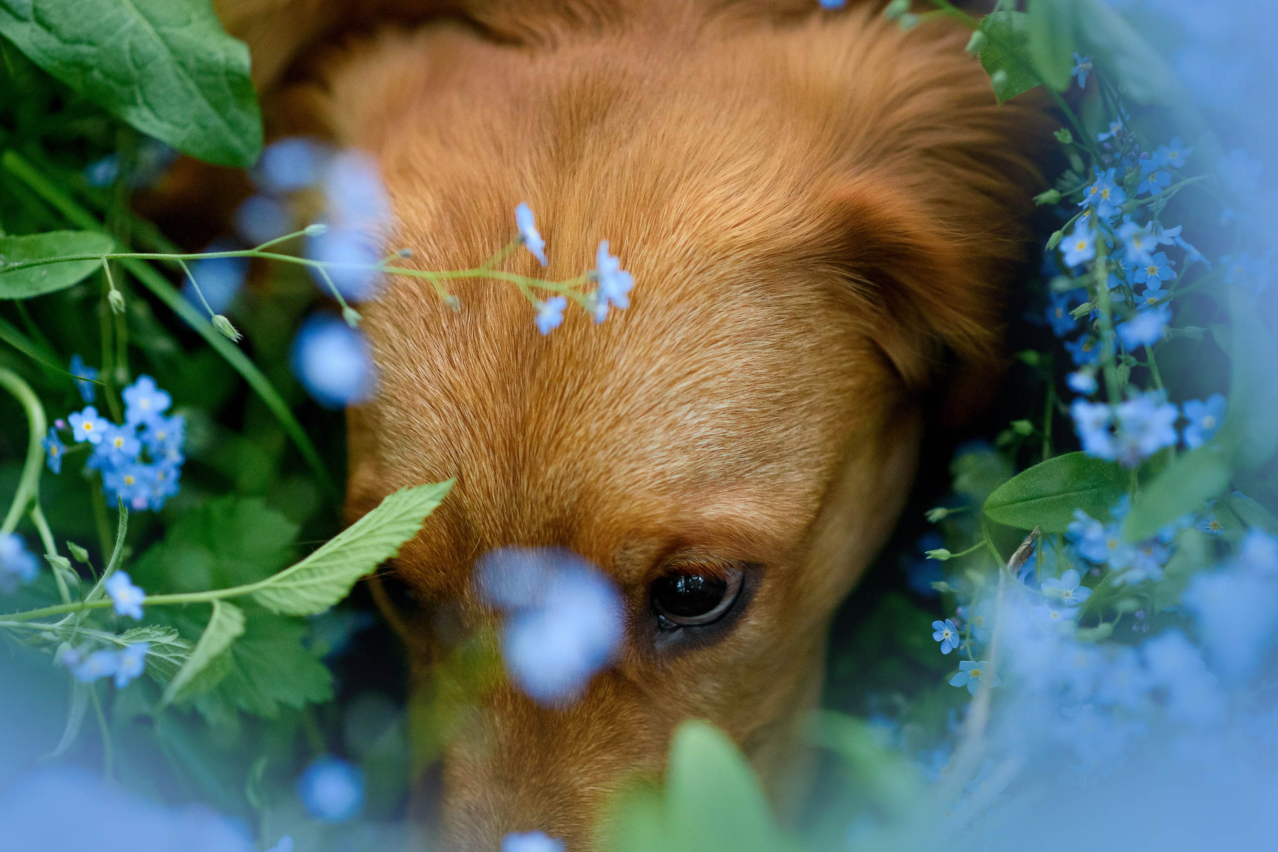 Степа, Йоки и Мята — 29.05.2024. Фотограф — Анималист | Анна Абрамова