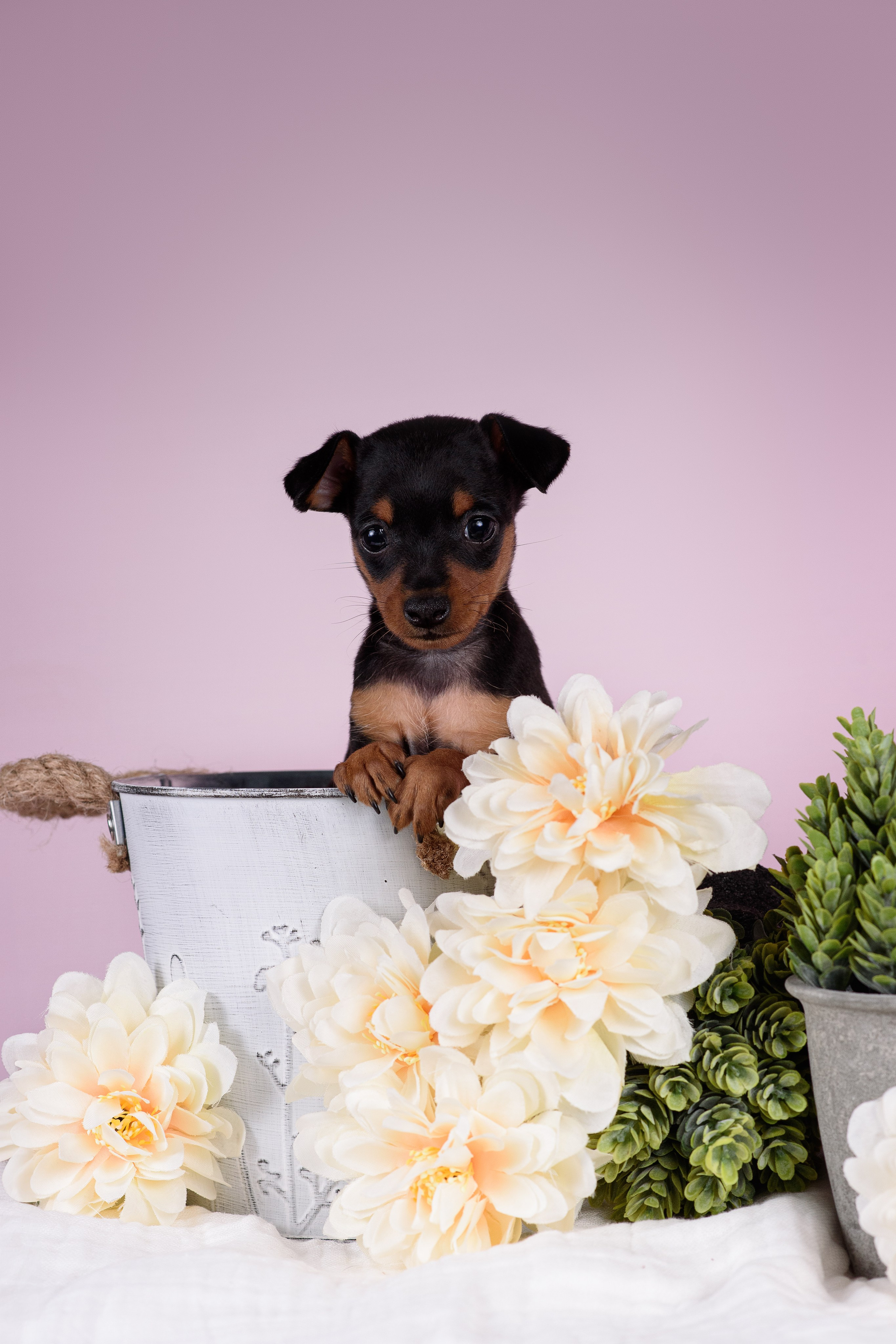 Щенки Пражских крысариков -13.04.2024. Фотограф — Анималист | Анна Абрамова