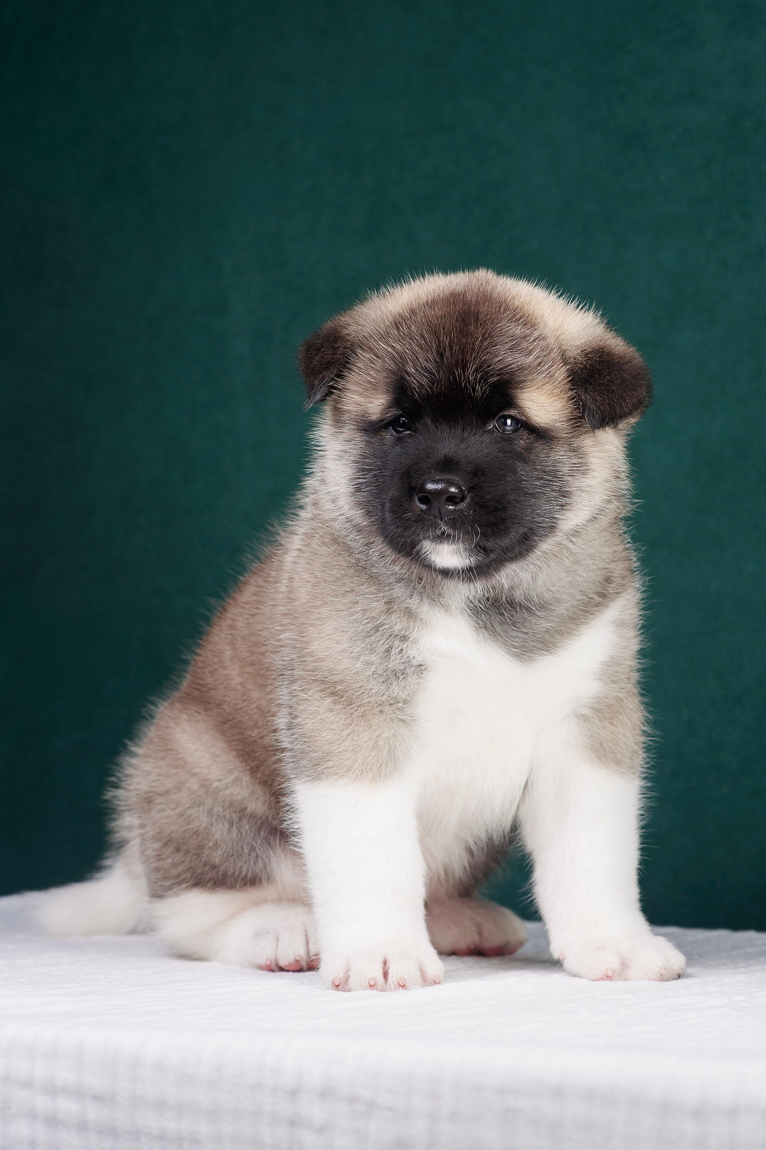 Щенки Американской Акиты. Фотограф — Анималист | Анна Абрамова