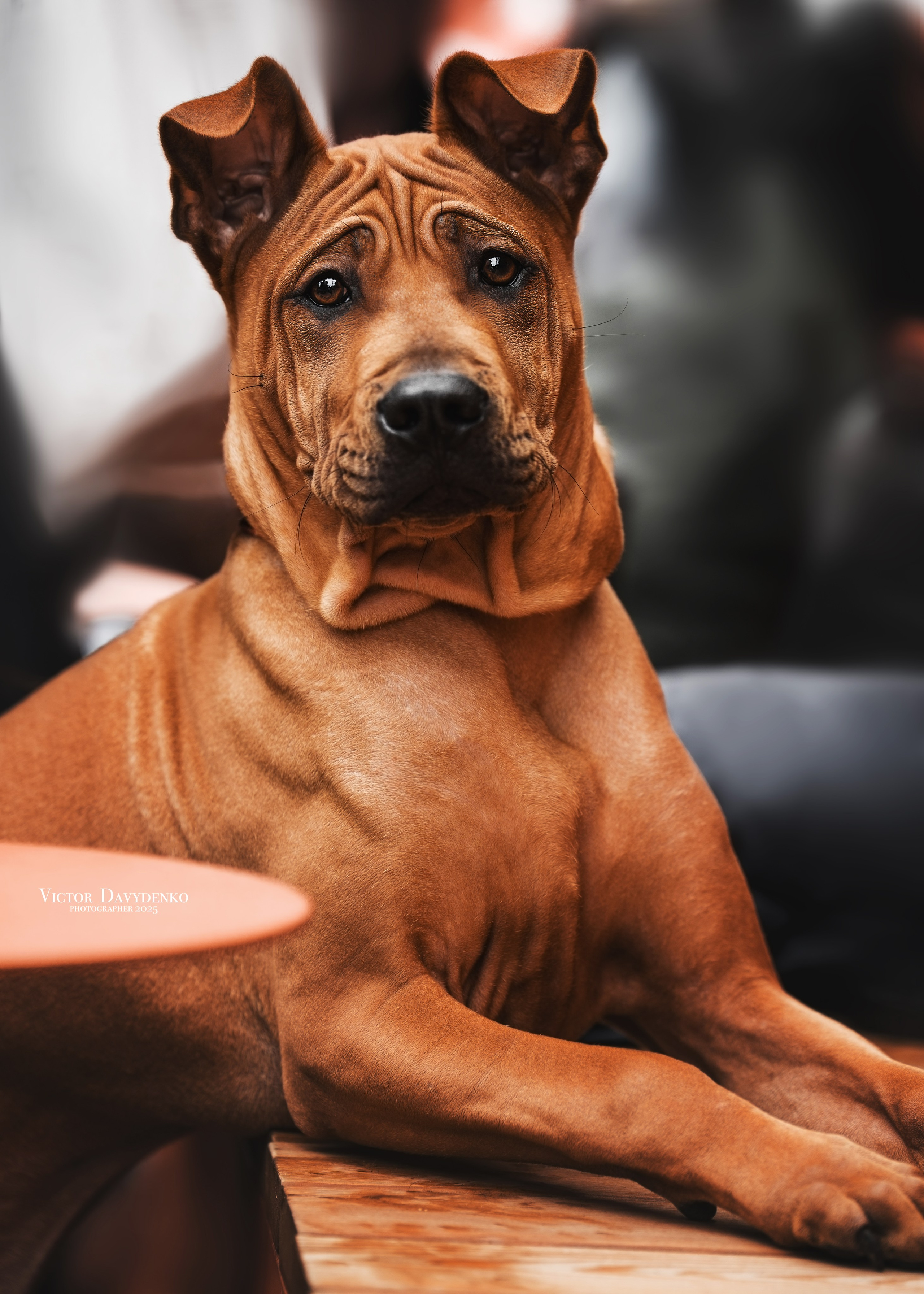 Давыденко Анна / Фотограф Краснодар/Сочи