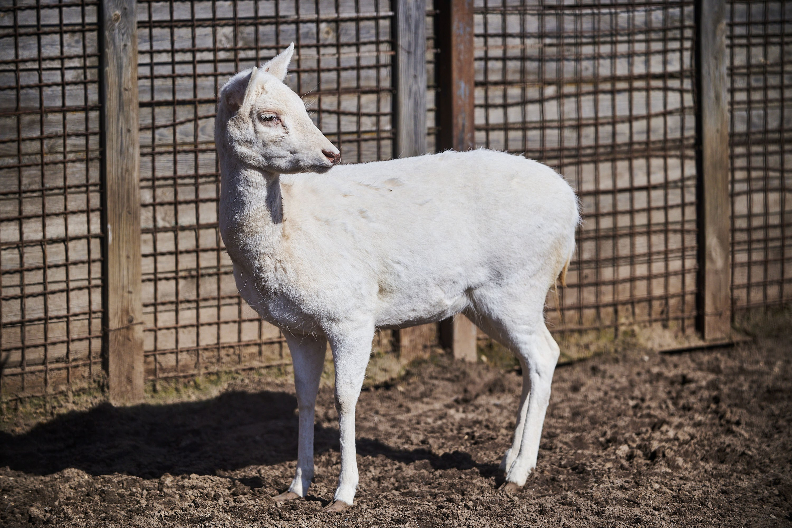 Зоопарк Иваново. Фотограф в Иваново: Каталожная съемка одежды и постельного белья, Wildberries