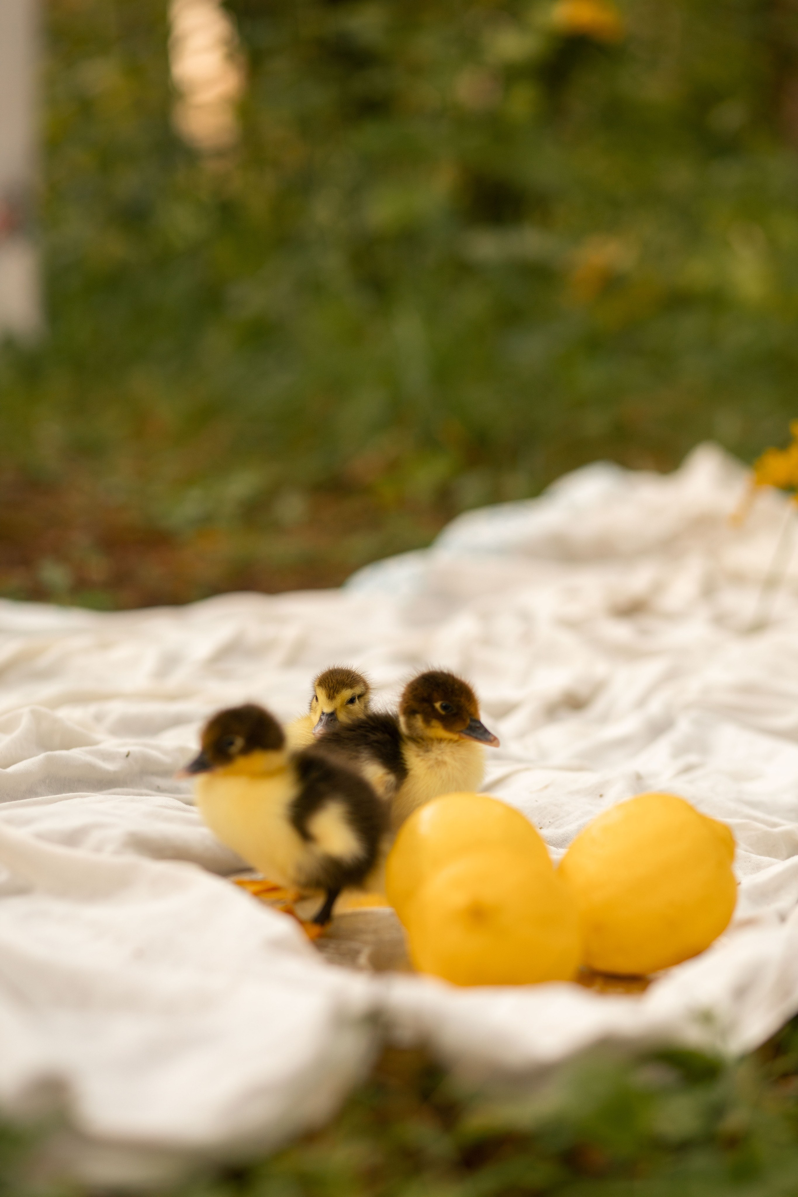 Большая стирка с утятами. Фотограф Алексин|Тула