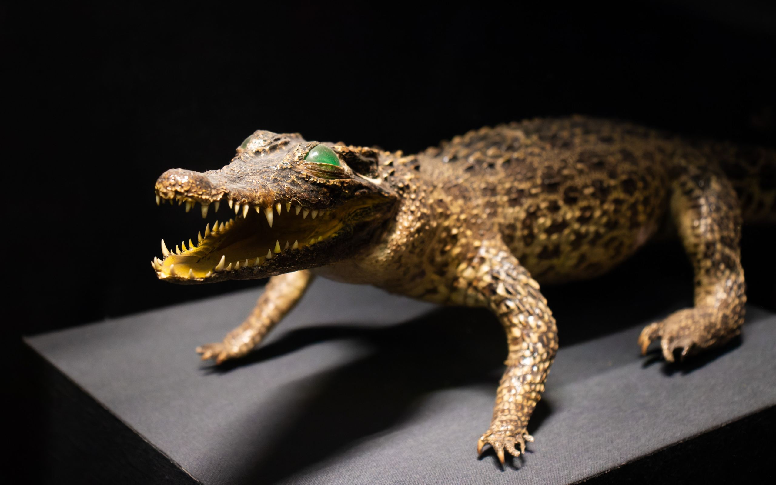 Из наблюдений. Плак или Квак