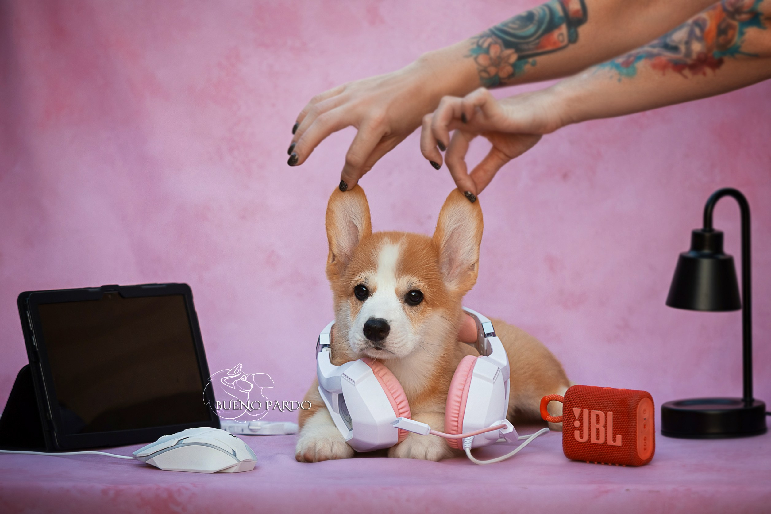 Щенки вельш корги пемброк из питомника. Питомник собак Акита, Хаски, Корги