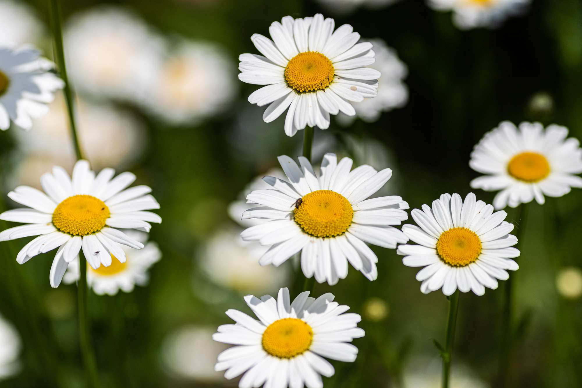 Деревенские зарисовки. Семейный LIFESTYLE фотограф в Москве