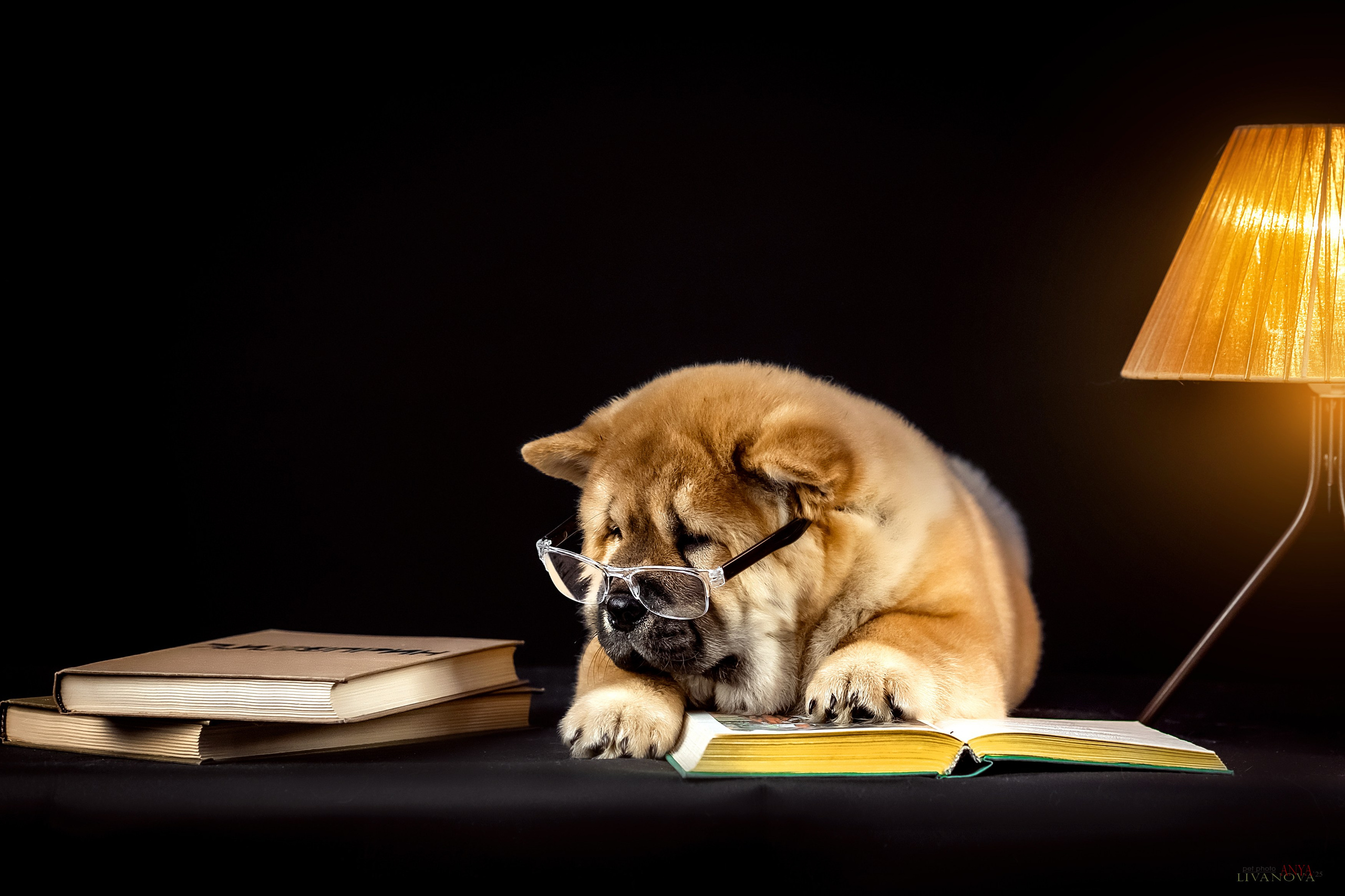 Смуфы. Фотограф анималист Аня Ливанова | Рыбинск