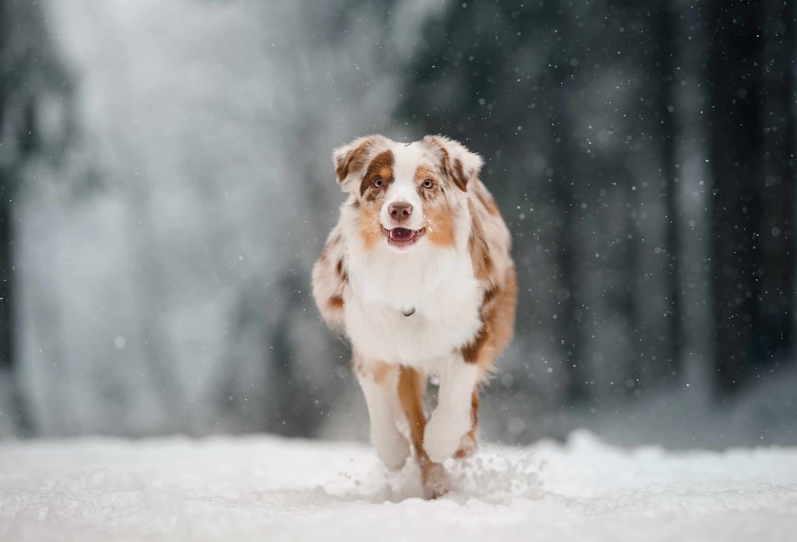 Панда. Фотограф-анималист в Санкт-Петербурге Яна Мартынова