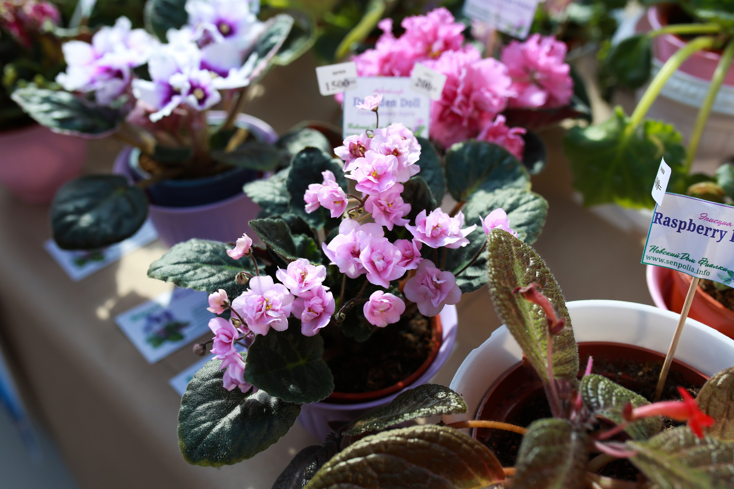 Городские события. Репортажный и портретный фотограф Полина Ершова