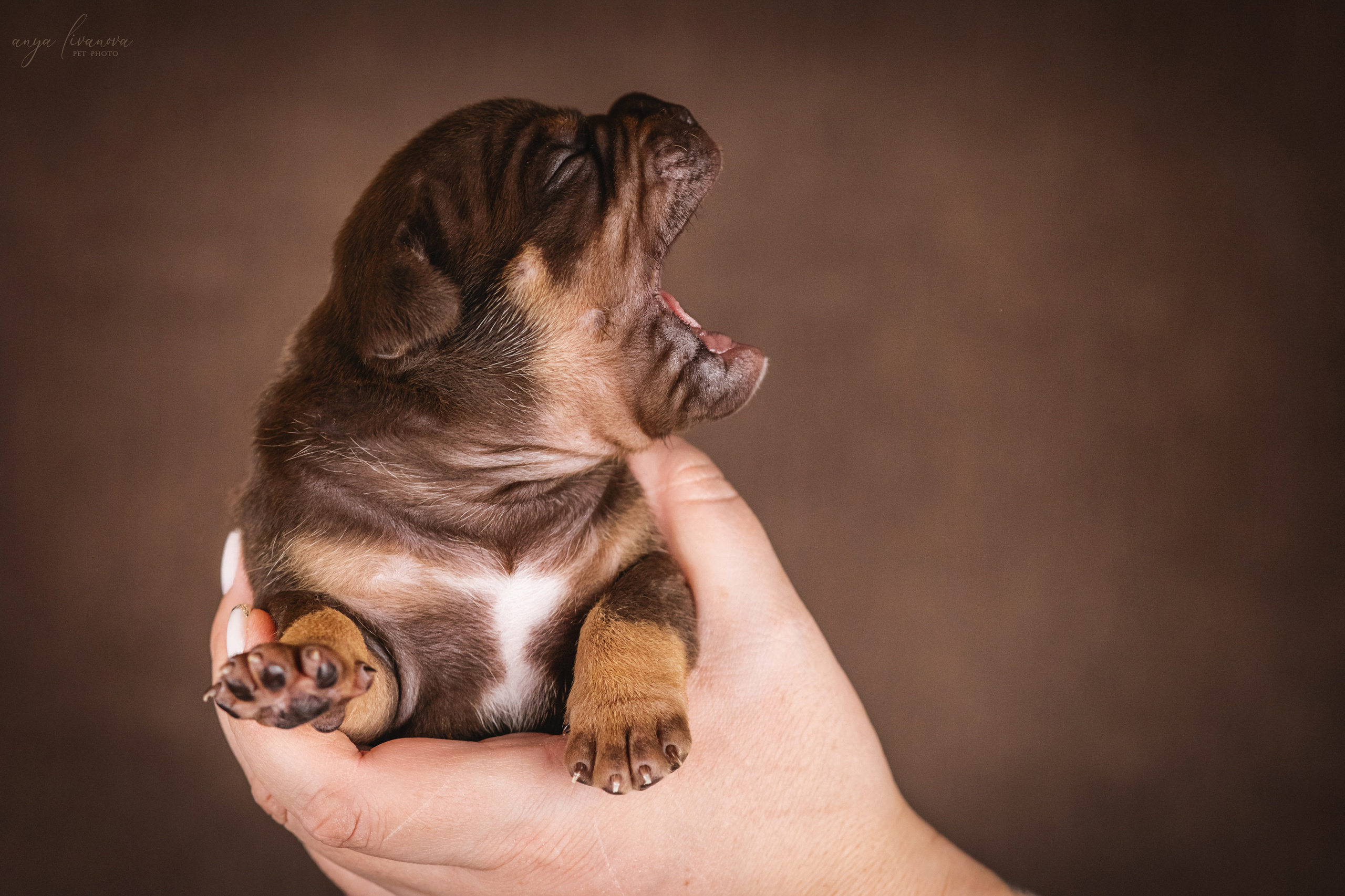 Амбулли. Фотограф анималист Аня Ливанова | Рыбинск