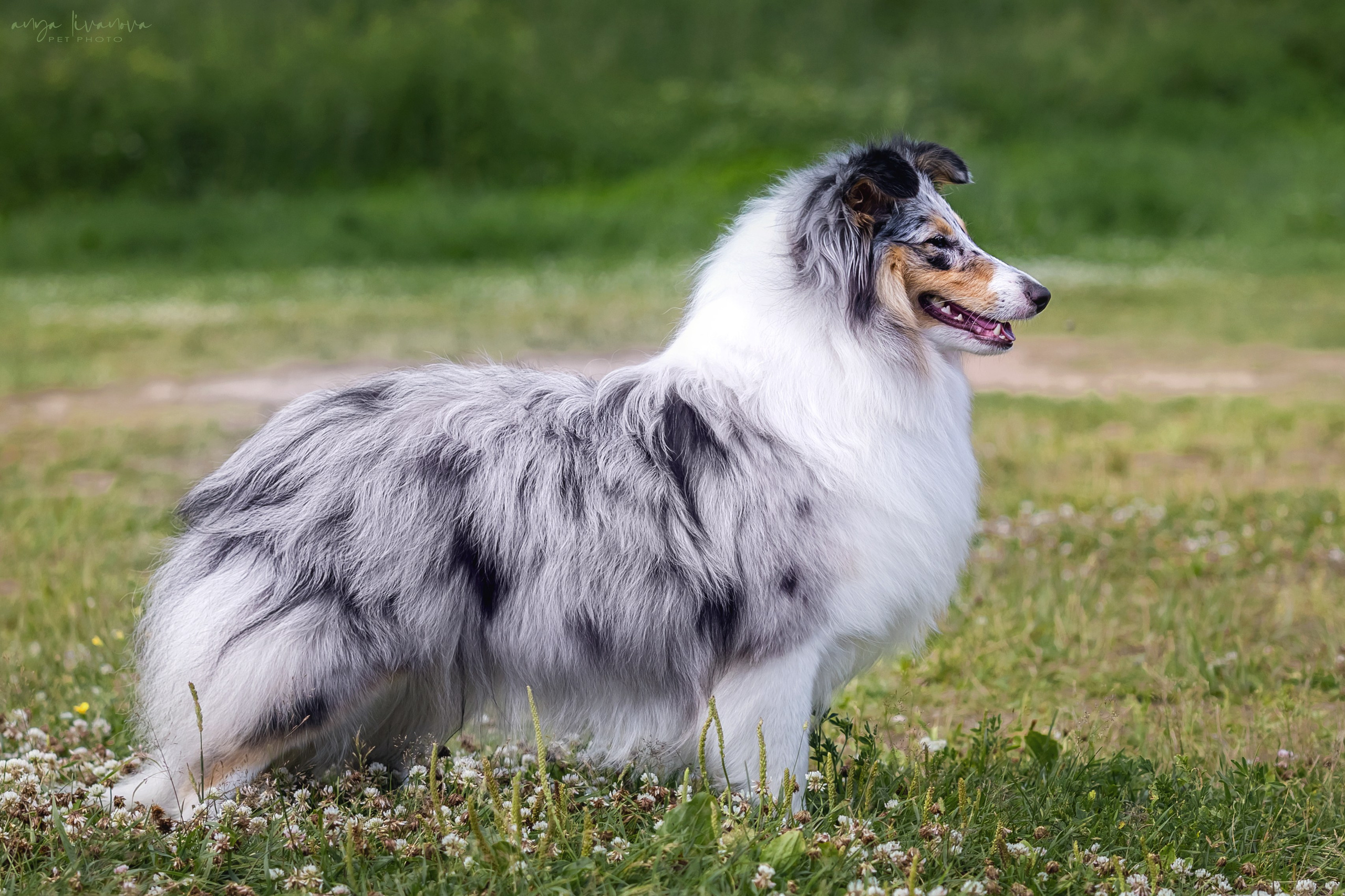 Шелти Мальвина и Марго. Фотограф анималист Аня Ливанова | Рыбинск