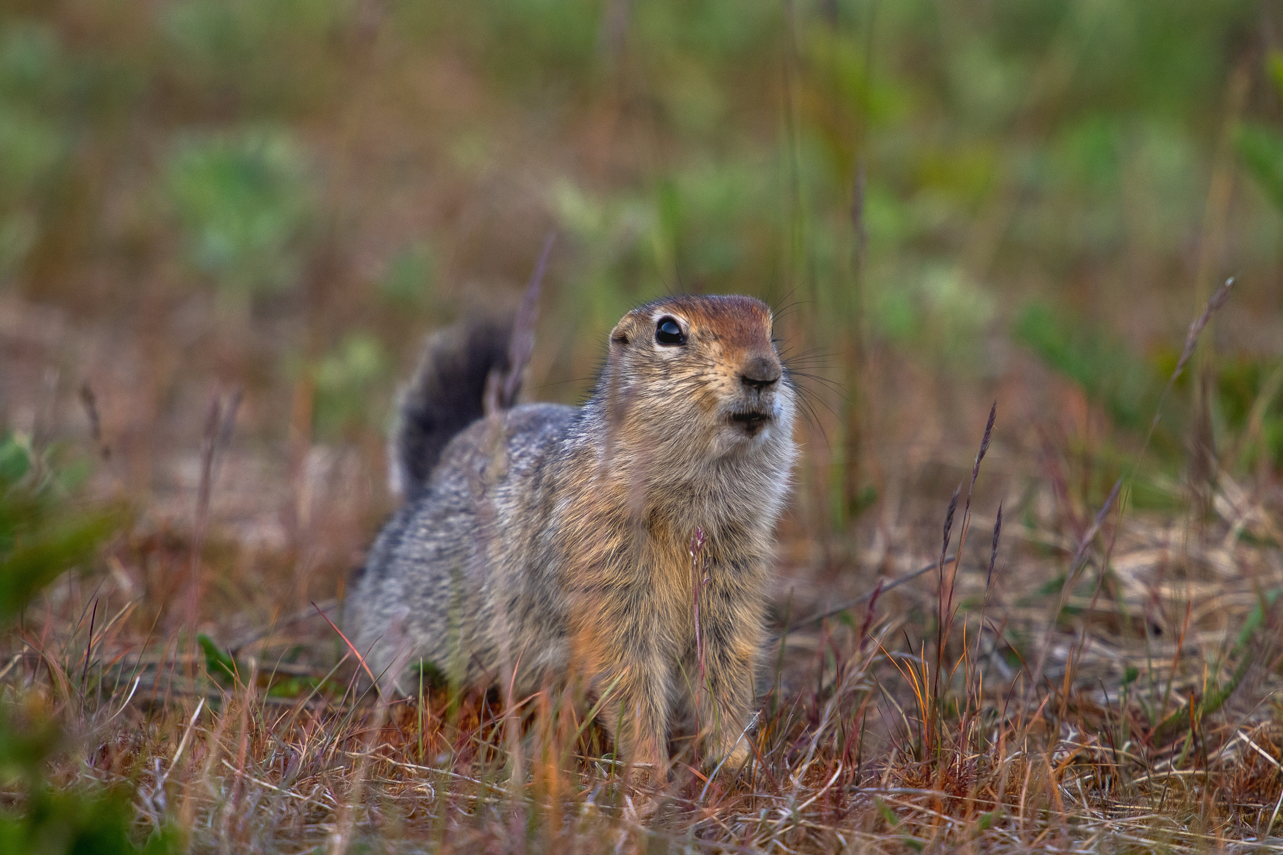 Камчатка. Фотограф в Санкт-Петербурге Вихтинский Николай