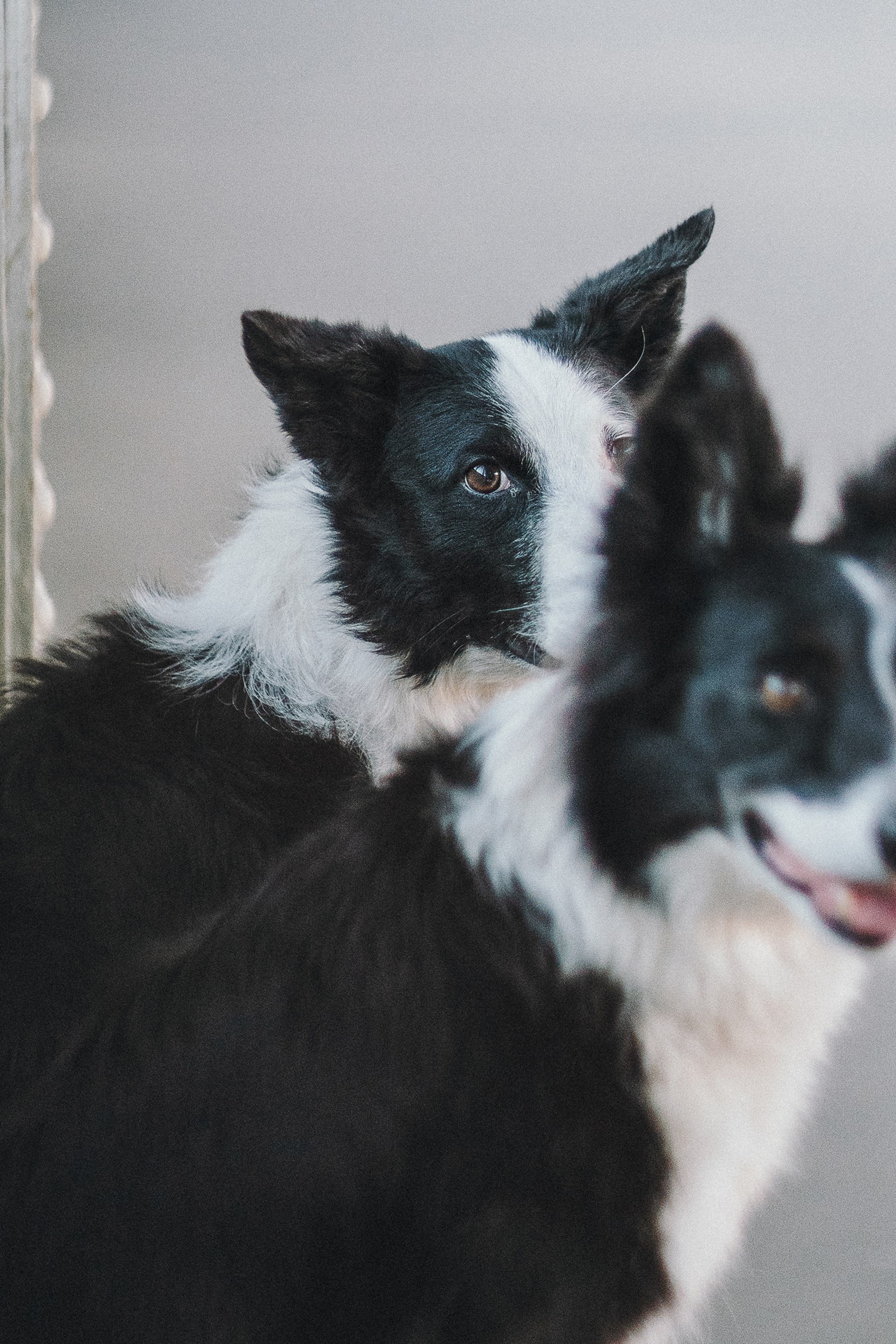 Таня, Марта и Клипса. Фотограф анималист в Москве и Санкт-Петербурге Свиридова Анна