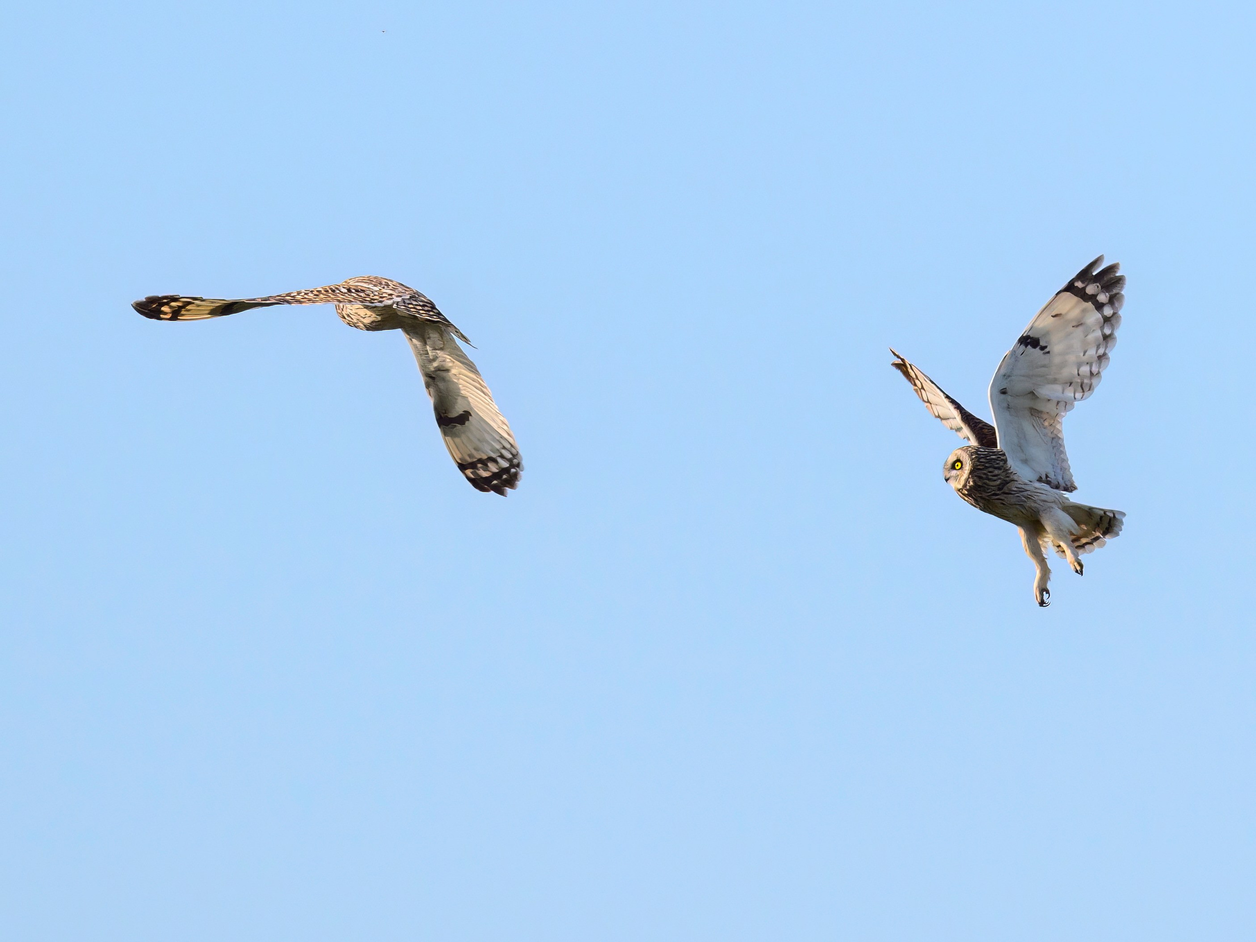 Совы играют в догонялки. Wildlife photography by Sergey Puponin