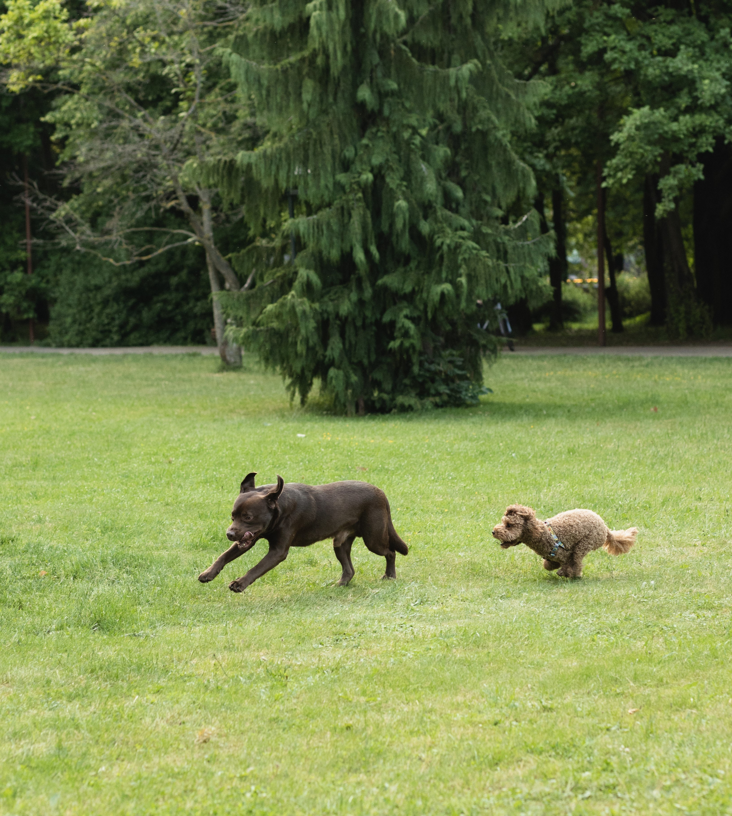 С домашними любимцами. Портретный фотограф в Калининграде Алеся Раух