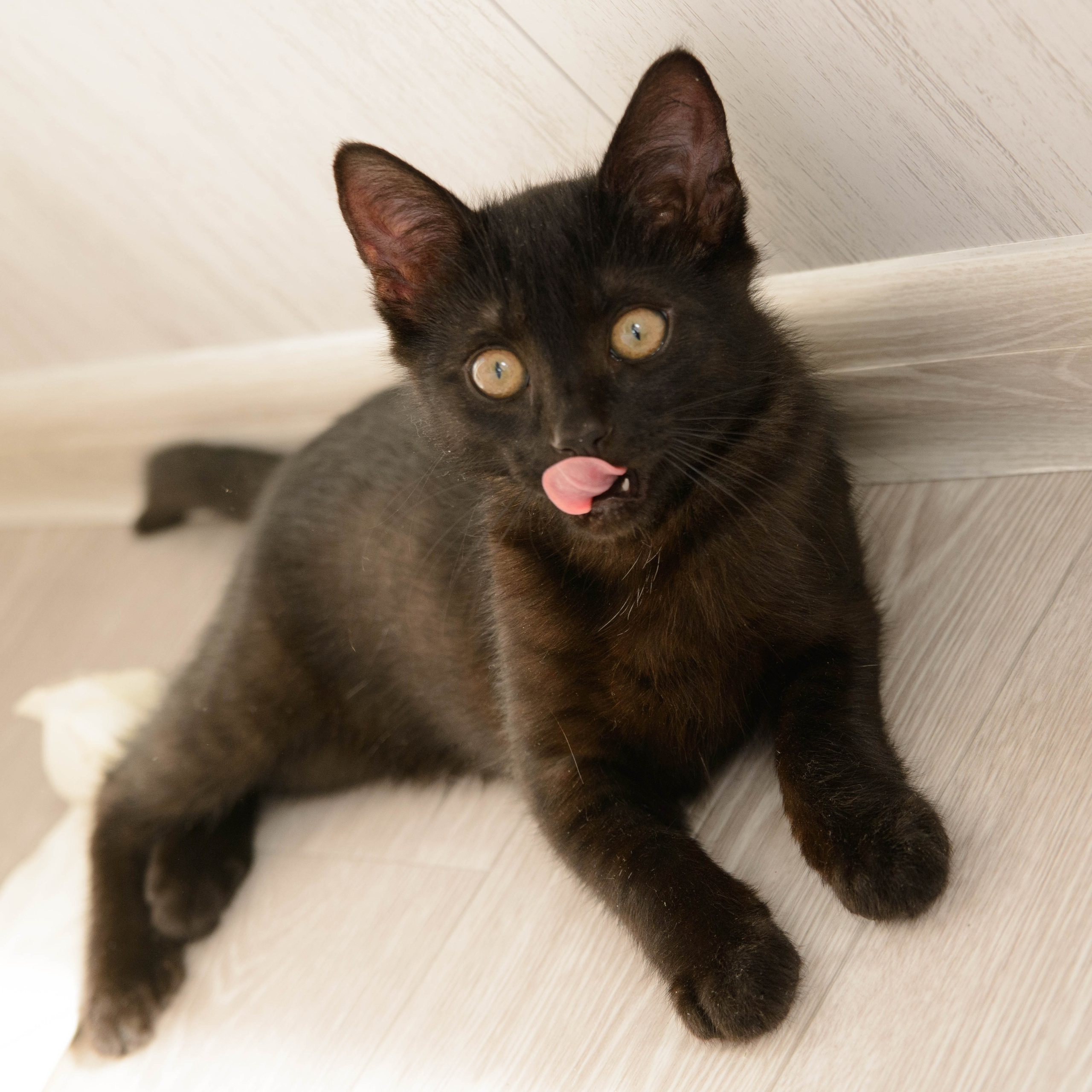 Котёнок. Фотосессии