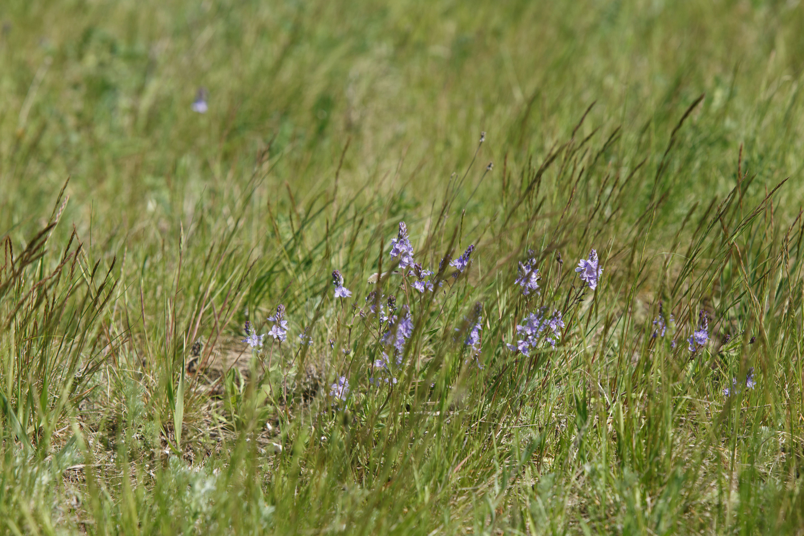 СВВАУЛ 50 выпуск. Свадебный, семейный и школьный фотограф в Сызрани Максим Баталов