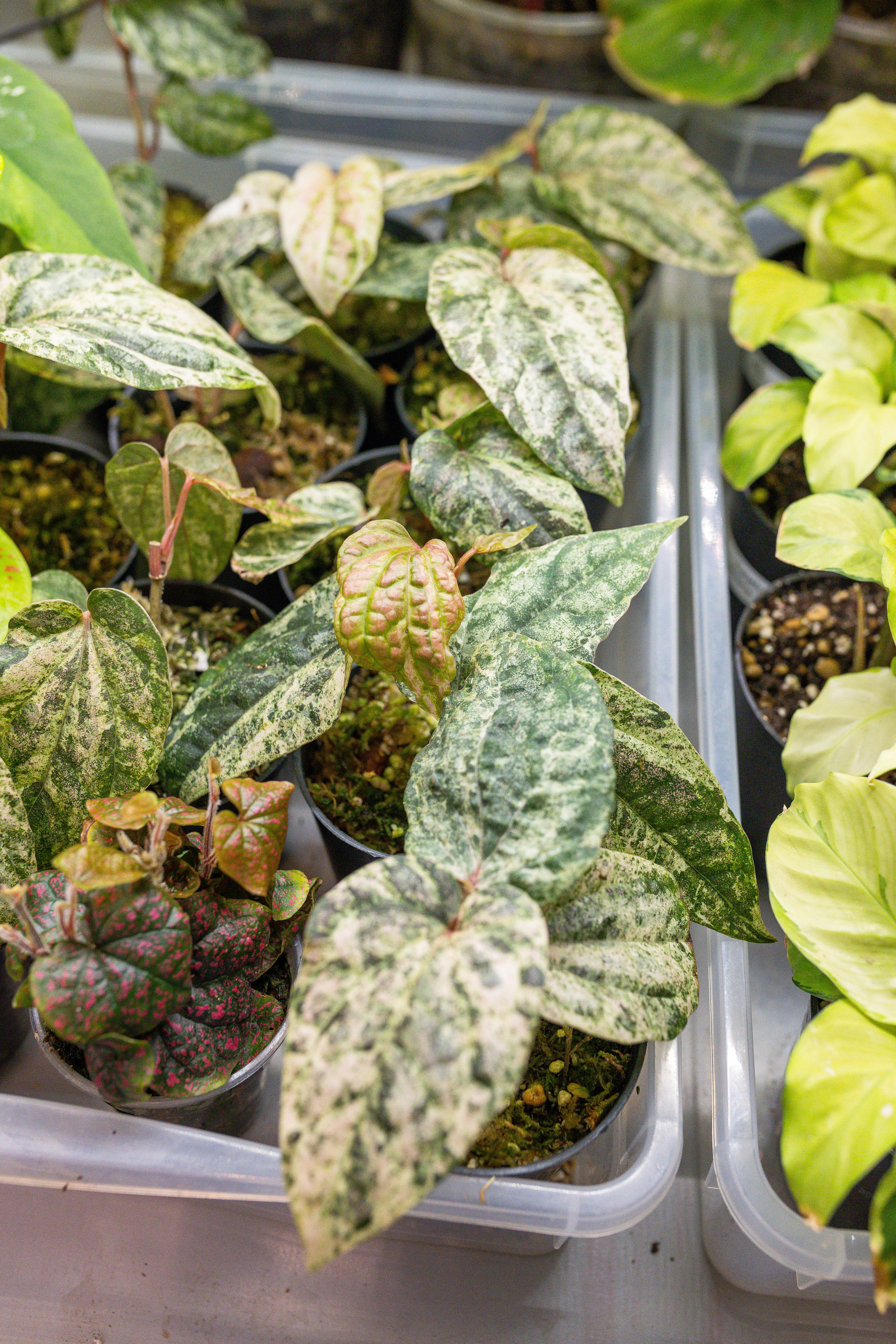 Ярмарка Green Rare 20.09.25. Александра Куликова фотограф, Москва