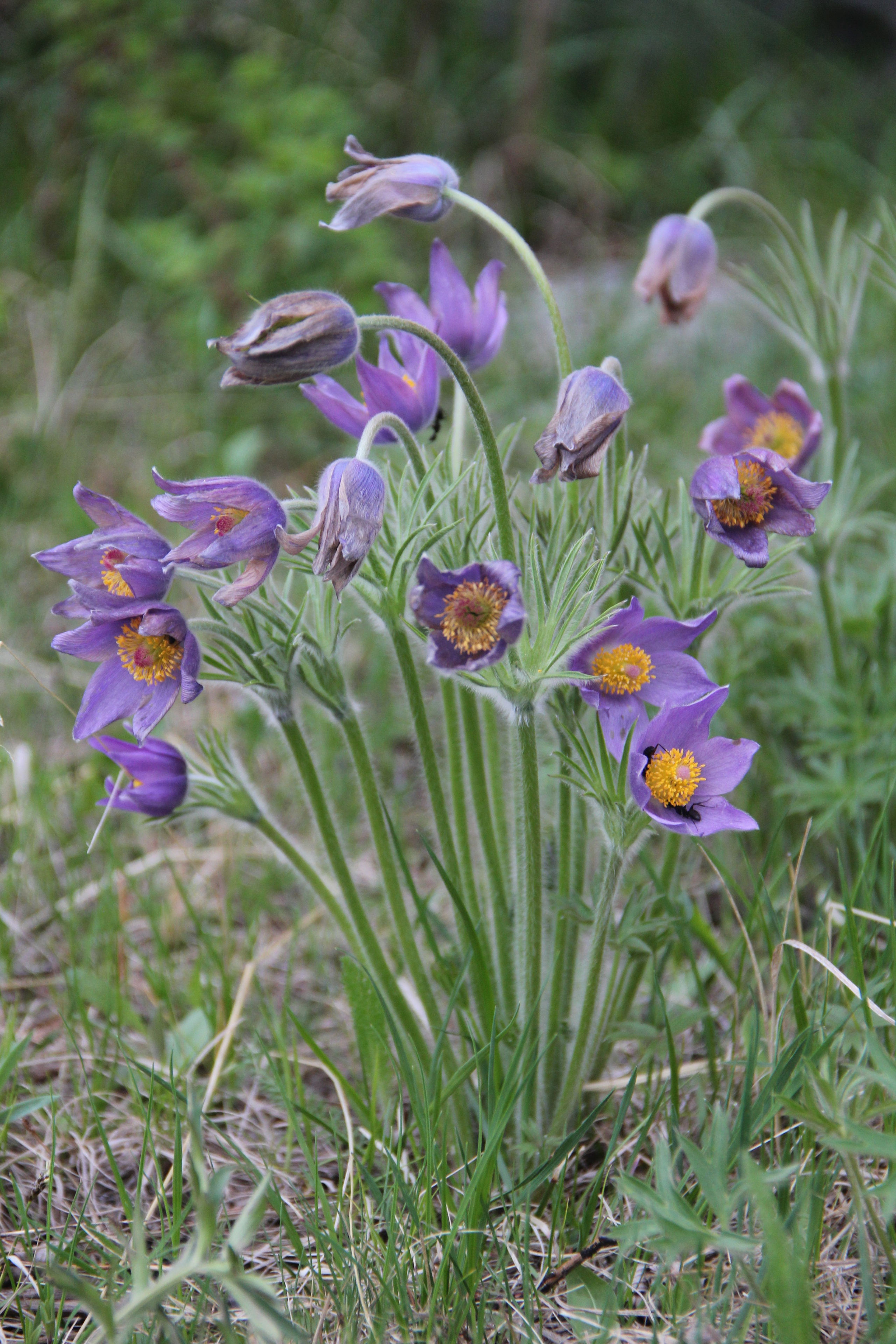 Весна. Ваш фотограф Северск | Томск