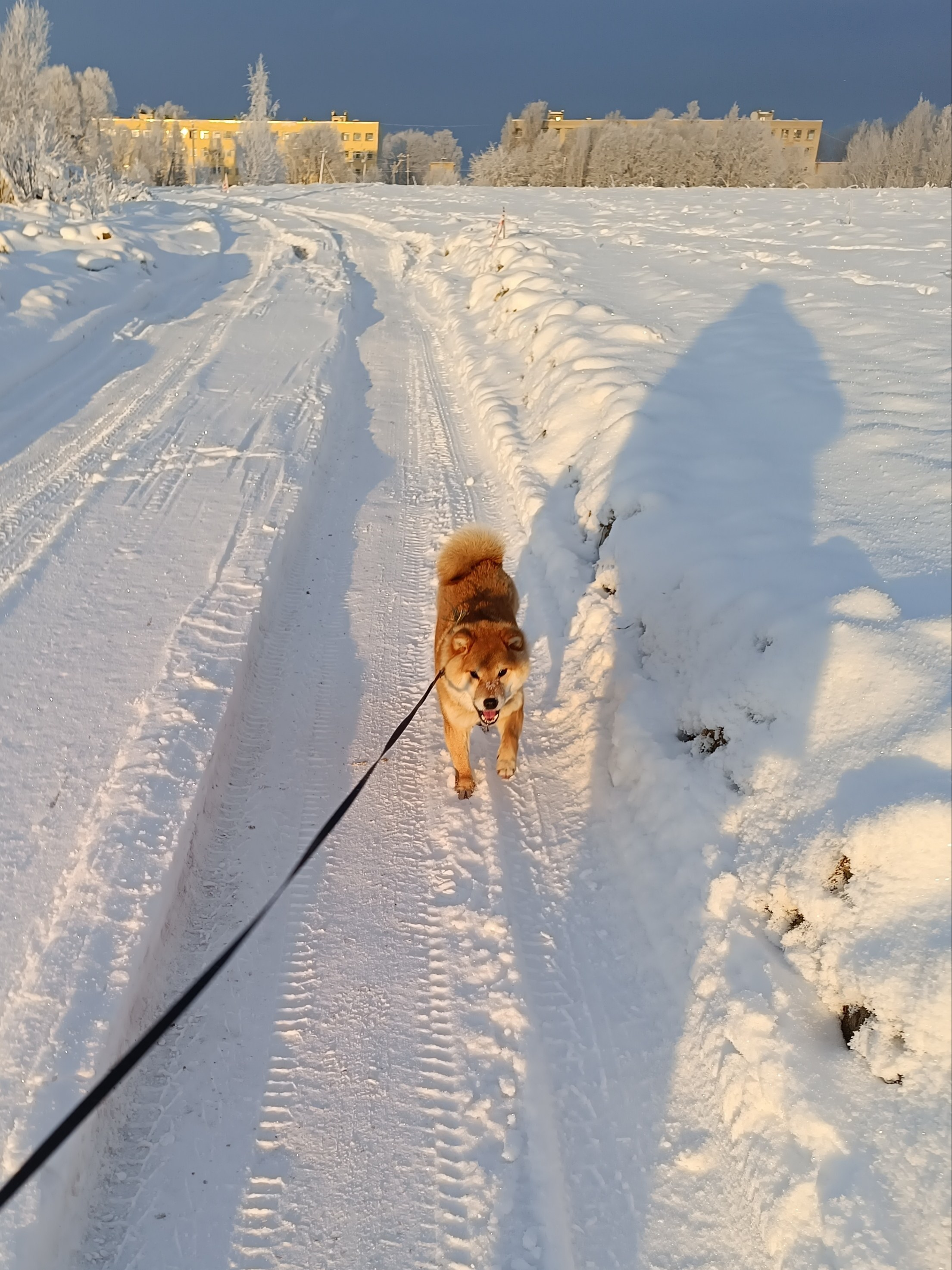  Сиба Rubylight Uslada * Аэлита питомник Рубилайт