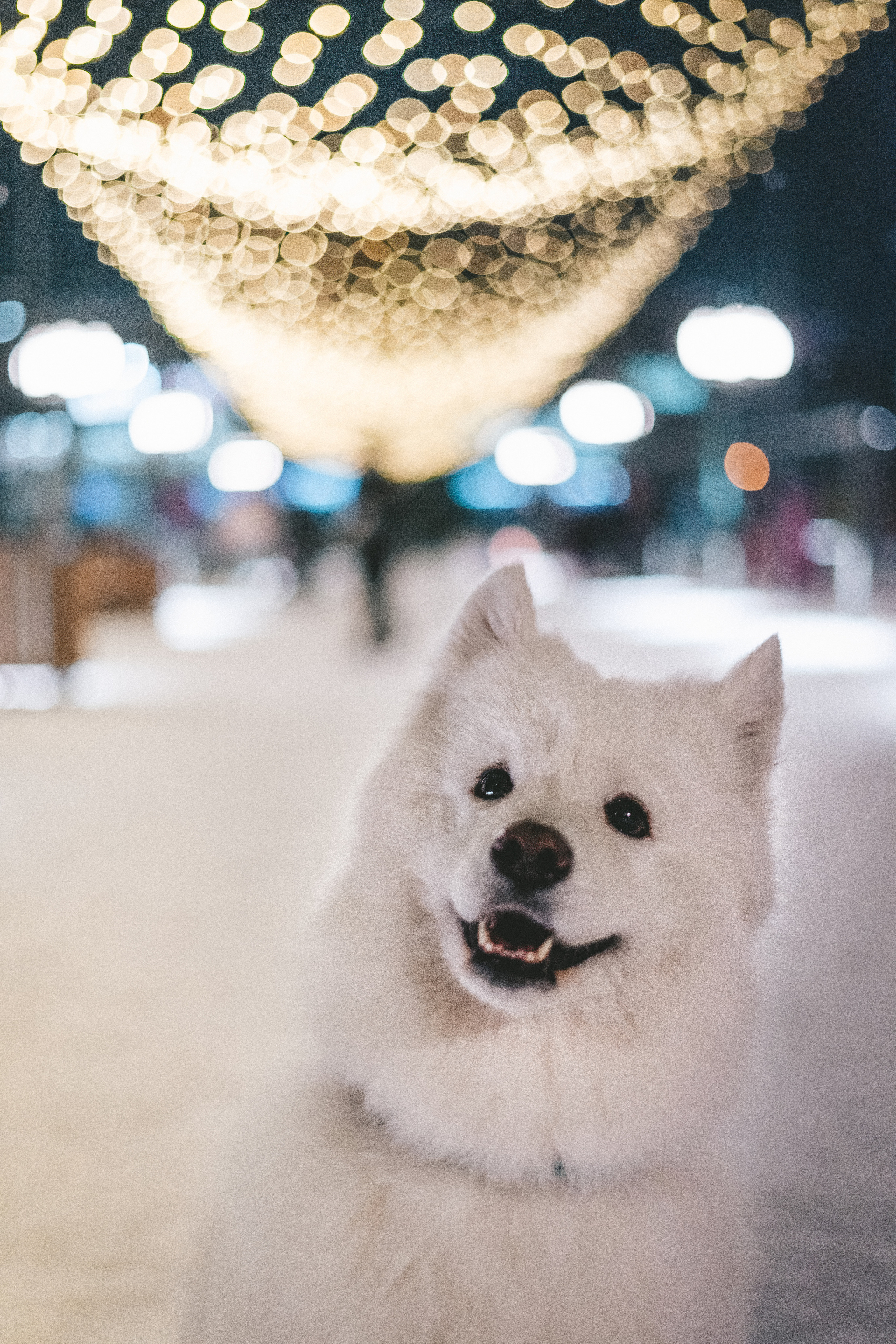 FLUFFY. Свадебный и семейный фотограф в Красноярске Анастасия Турчанова