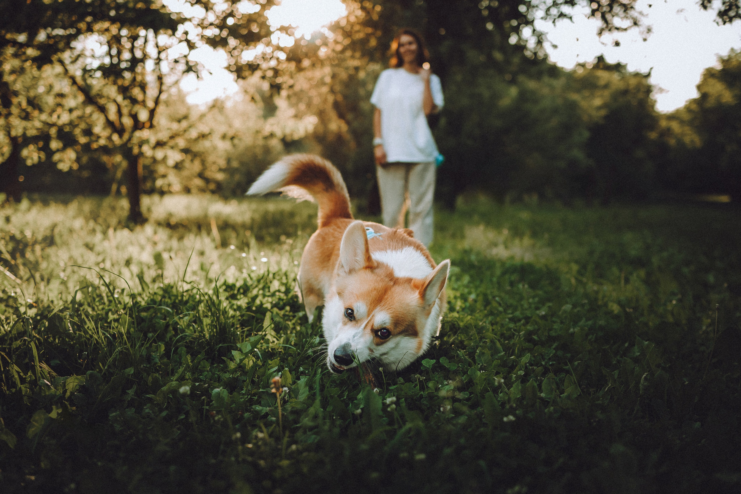 Вирджик и его семья